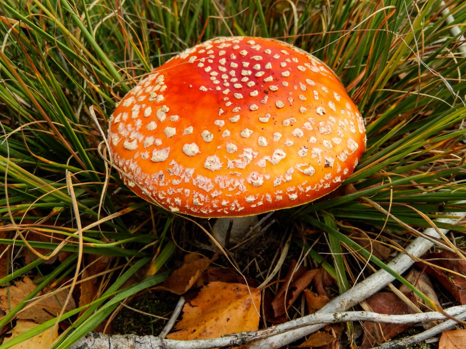 Nikon Coolpix S9500 sample photo. Fly agaric, amanita muscaria photography