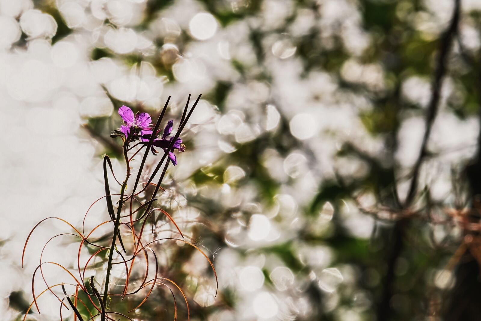 Fujifilm XF 55-200mm F3.5-4.8 R LM OIS sample photo. Epilobium angustifolium, flower, morning photography