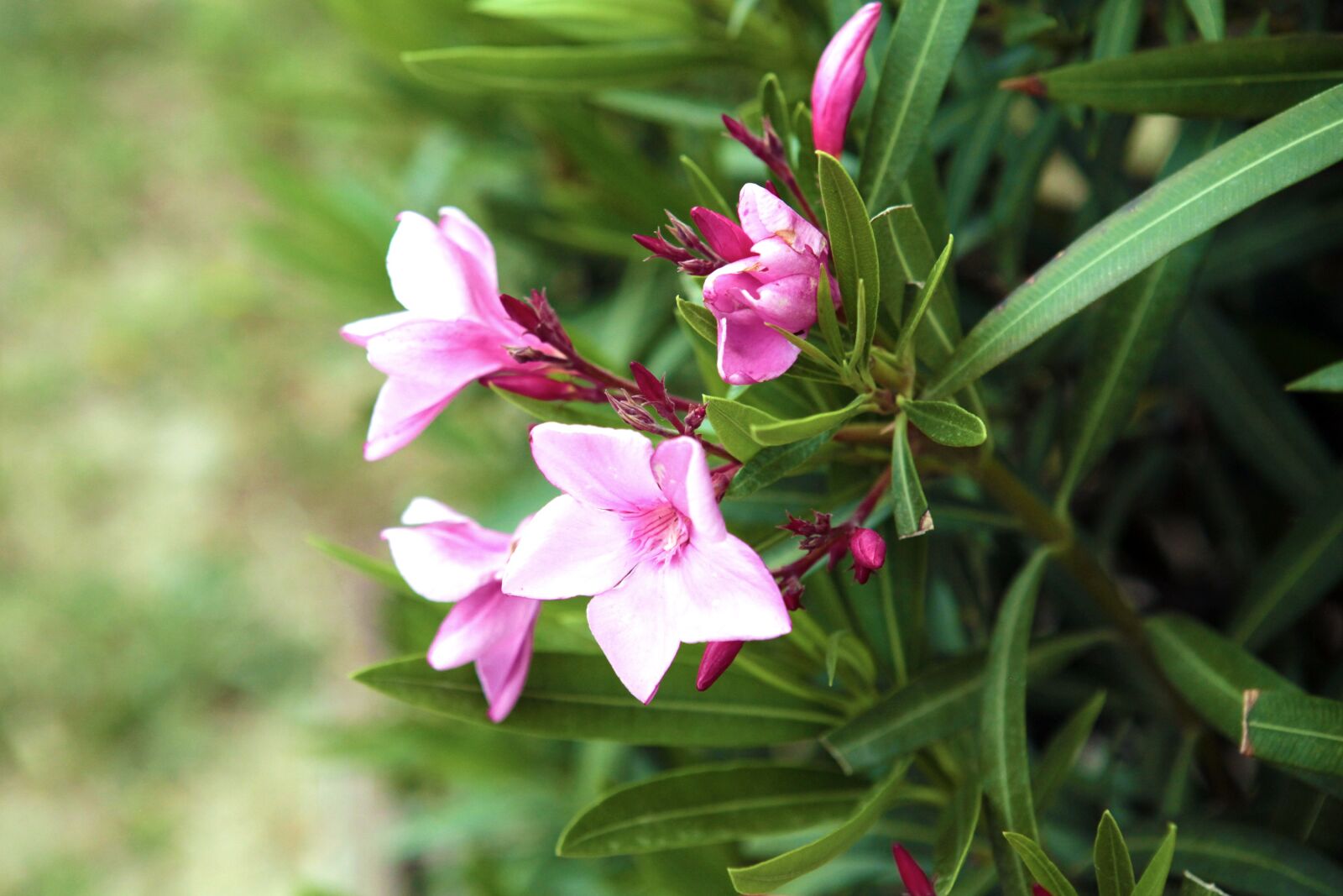 Canon EOS 5D Mark II sample photo. Garden, plants, flower photography