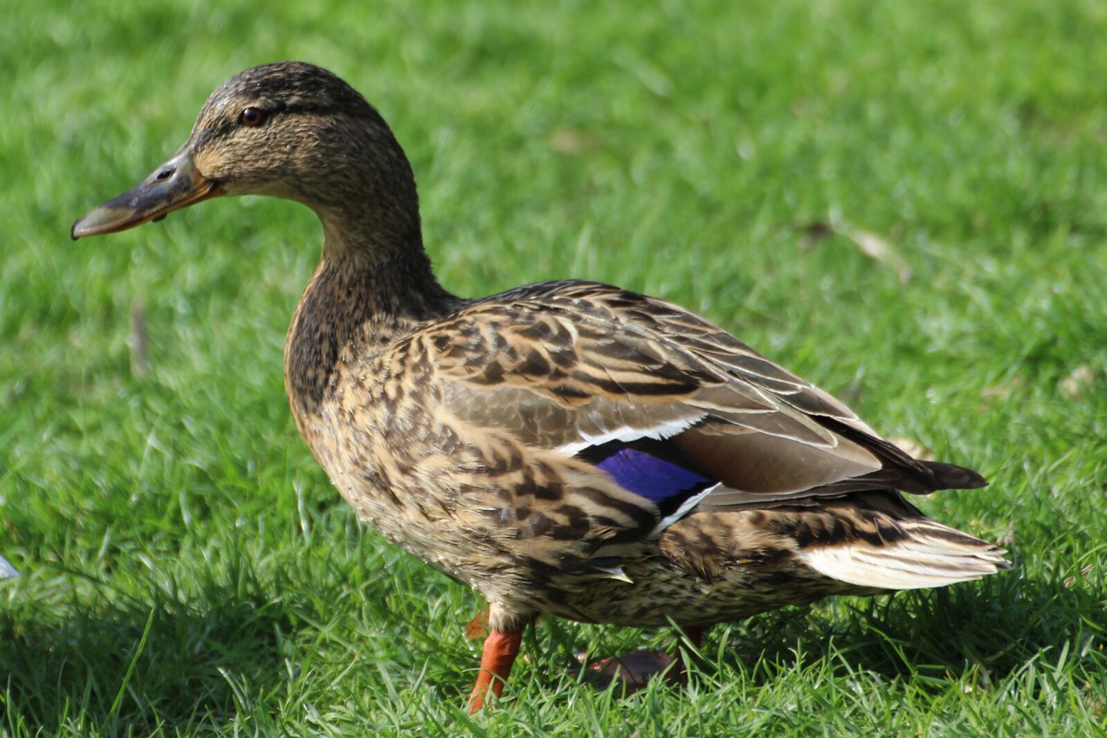 Canon EOS 600D (Rebel EOS T3i / EOS Kiss X5) sample photo. Duck, mallard, bird photography