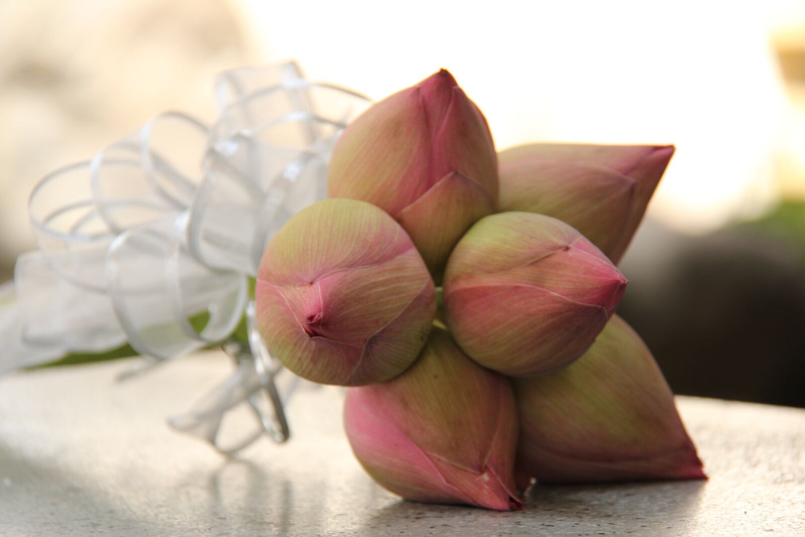 Canon EF-S 18-200mm F3.5-5.6 IS sample photo. Lotus flowers, lotus doll photography
