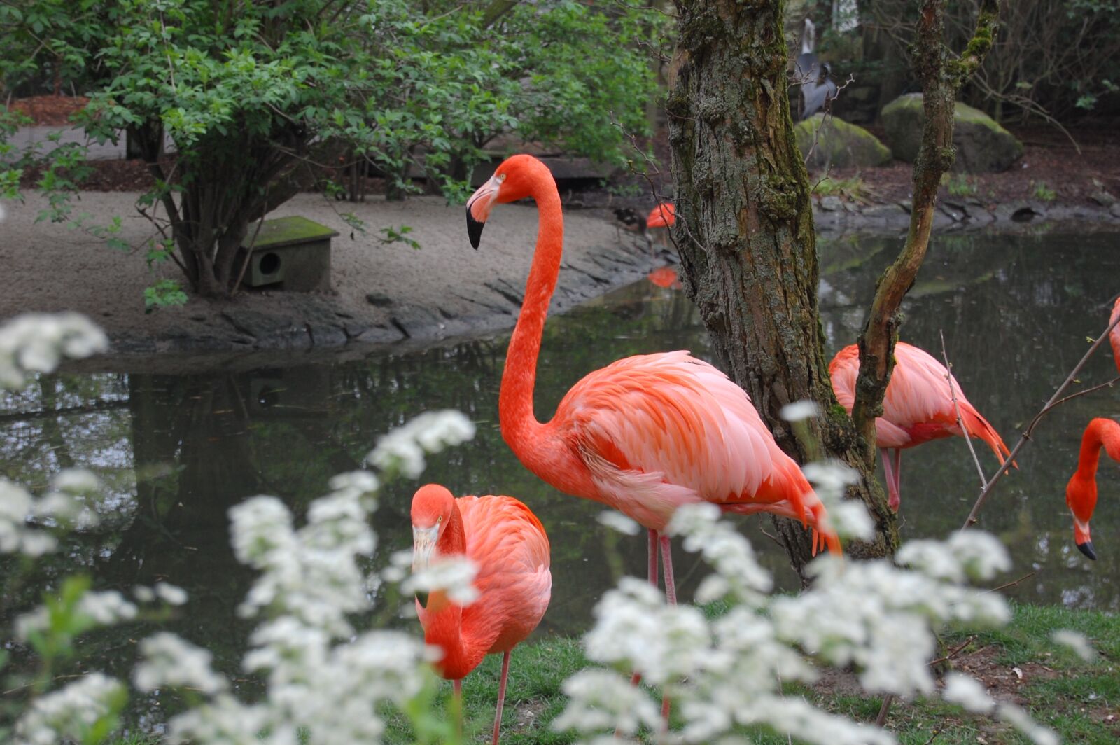 Nikon D40 sample photo. Pink flamingo, animal, fauna photography