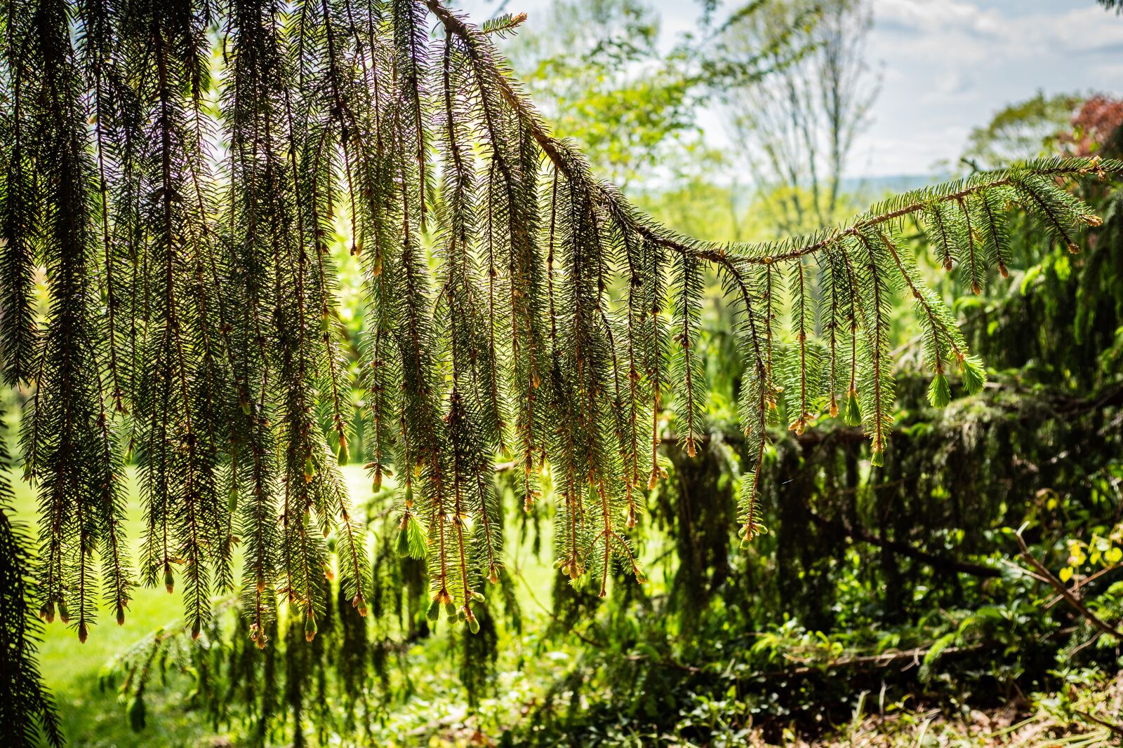 Panasonic Leica DG Summilux 25mm F1.4 II ASPH sample photo. Pine, garden, spring photography