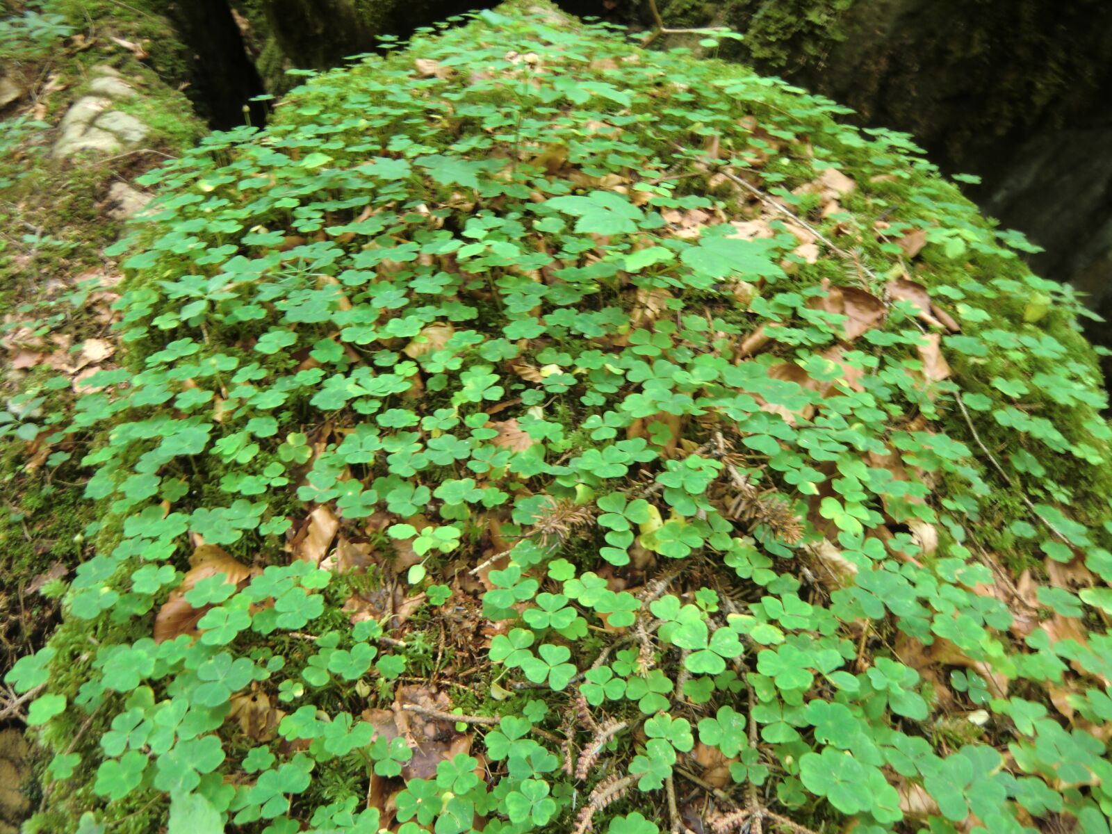 CASIO EX-H15 sample photo. Secret, forest, hill photography