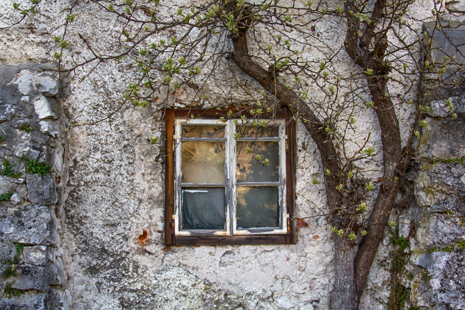 Canon EOS 550D (EOS Rebel T2i / EOS Kiss X4) sample photo. Window, house, little photography