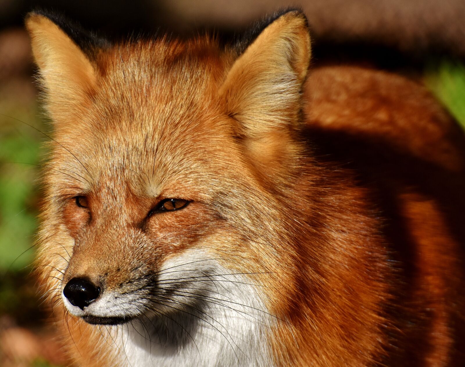 Nikon D7200 sample photo. Fuchs, animal world, wild photography