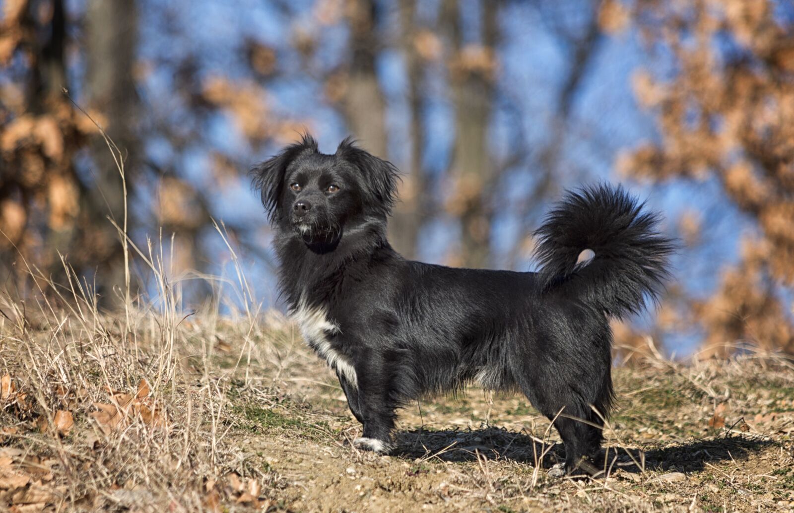 Nikon D3200 sample photo. Pet, dog, forest photography