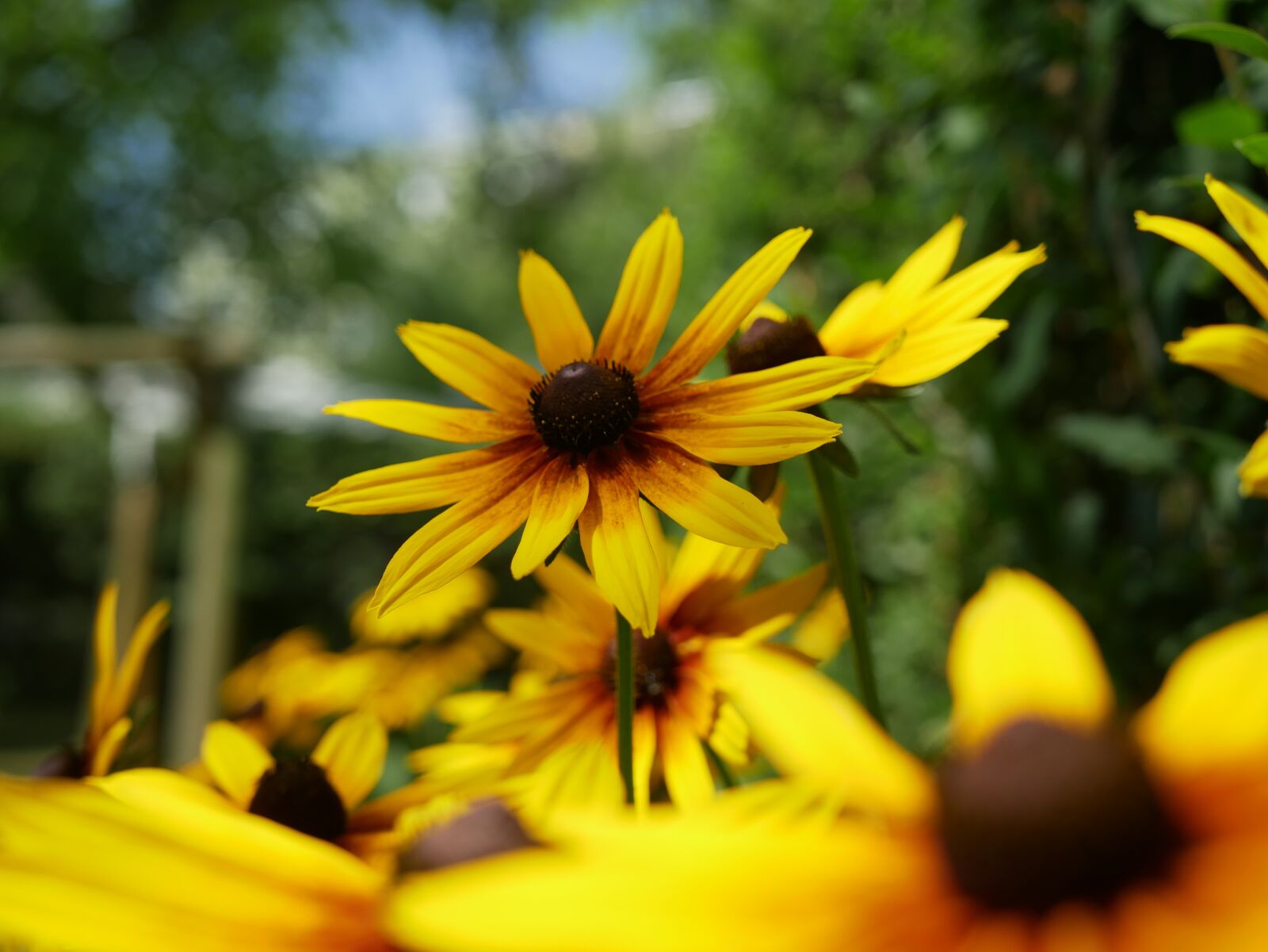 Panasonic Lumix DMC-G85 (Lumix DMC-G80) sample photo. Rudbekia, perennial, orange photography