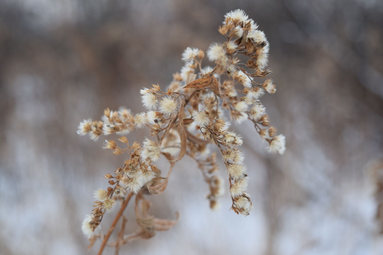 Nikon D3300 sample photo. Nature, dead, dry photography