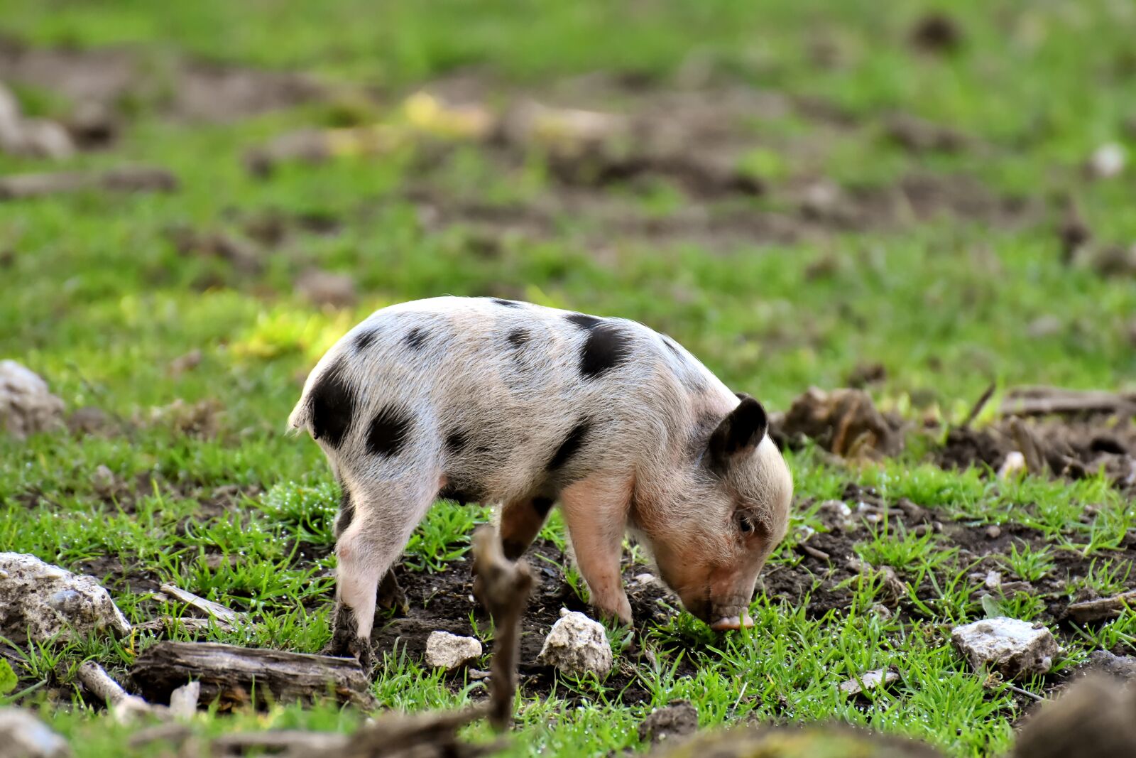 Nikon D7200 sample photo. Piglet, small pigs, mini photography