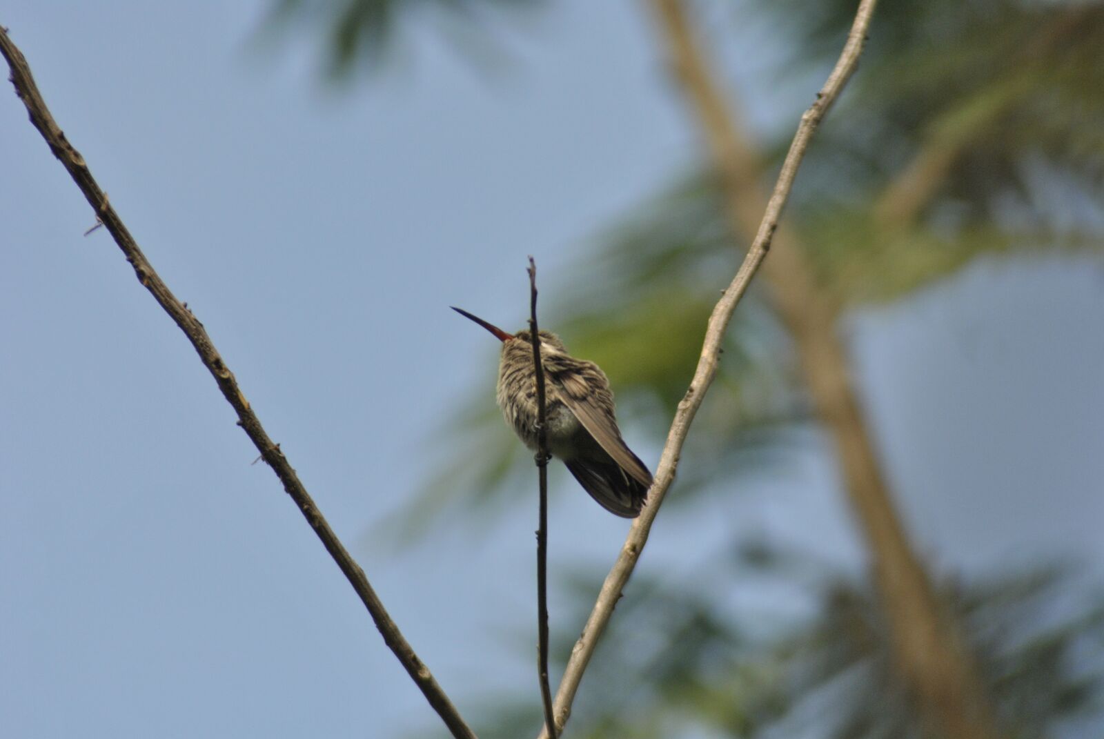 Nikon D3000 sample photo. Hummingbird, ave, little bird photography