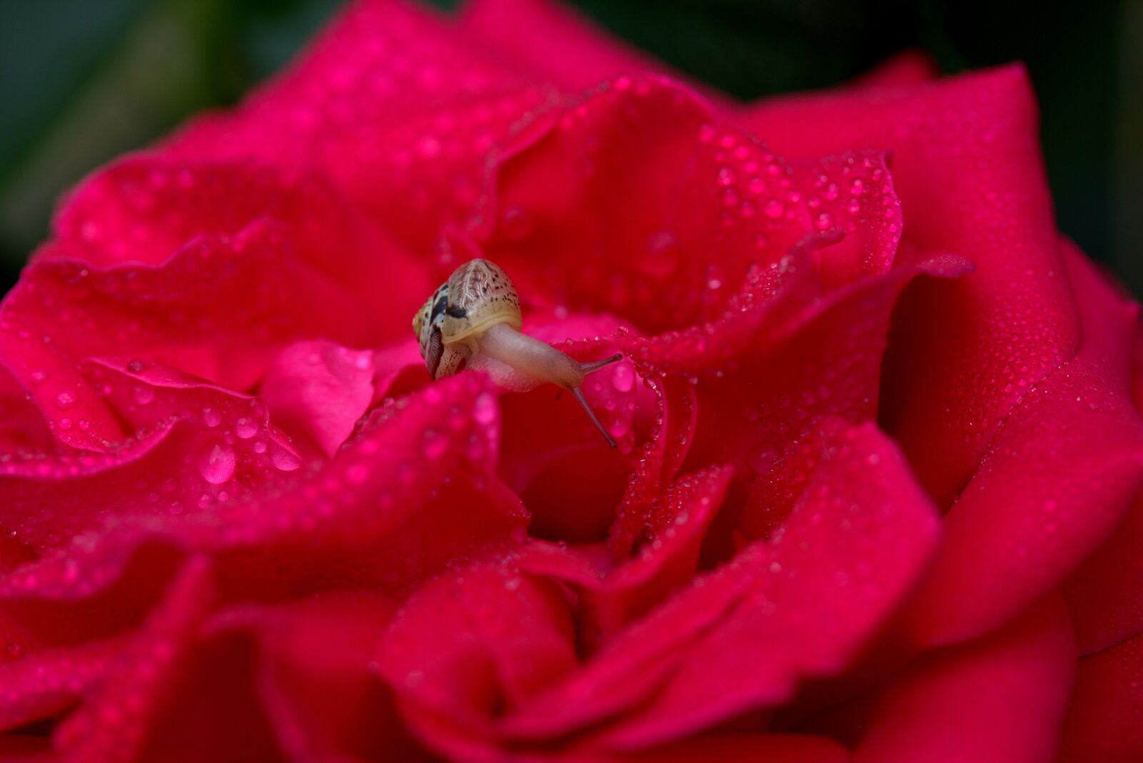 Canon EF-S 60mm F2.8 Macro USM sample photo. Snail, rose, red photography