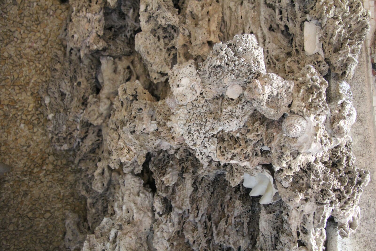 Canon EOS 550D (EOS Rebel T2i / EOS Kiss X4) sample photo. Fossil, stone, rock photography