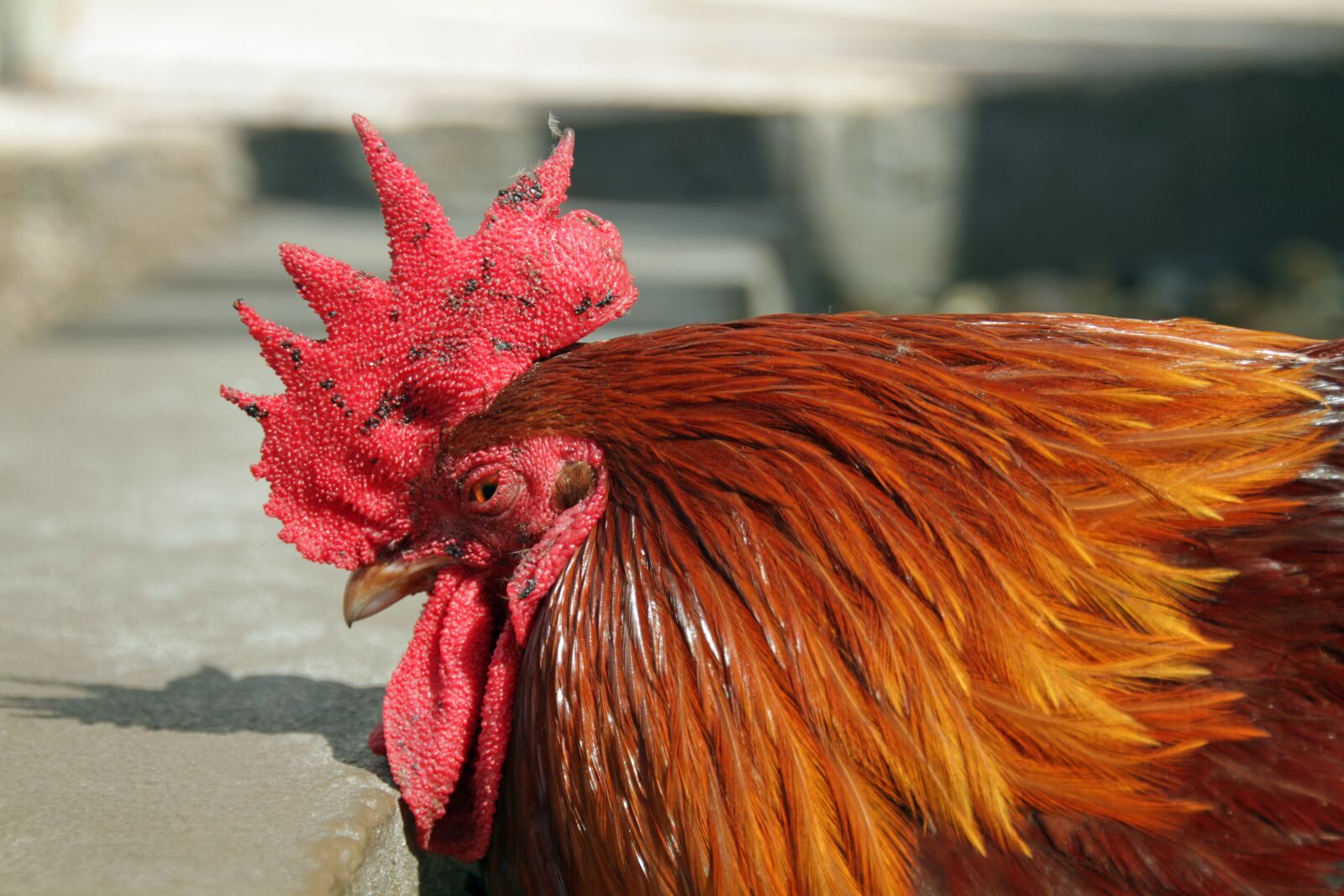 Canon EOS 7D sample photo. Key west, rooster, poultry photography