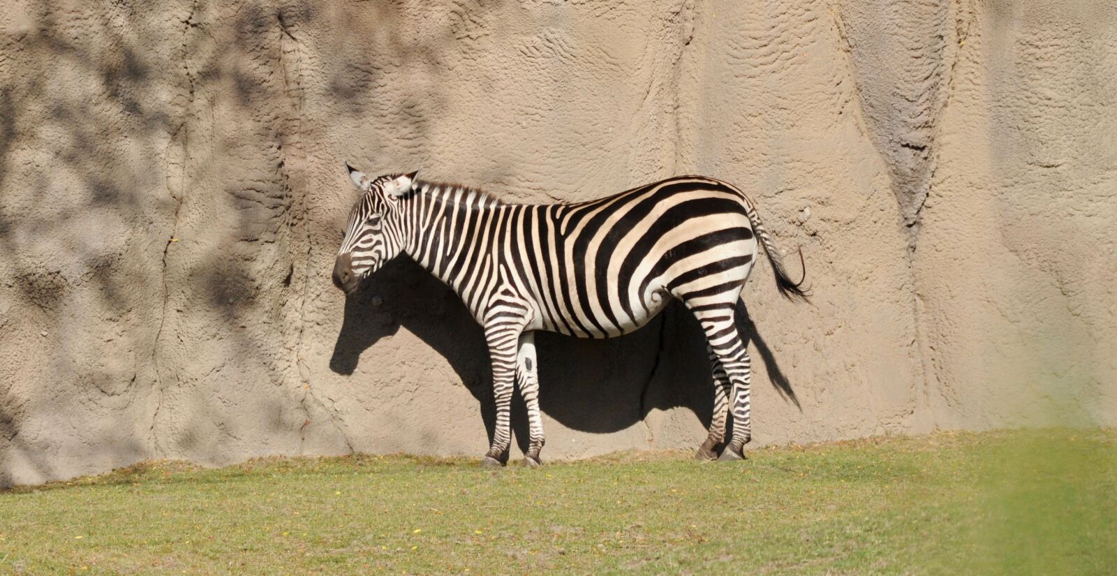 Nikon D5000 sample photo. Zebra, animal world, nature photography