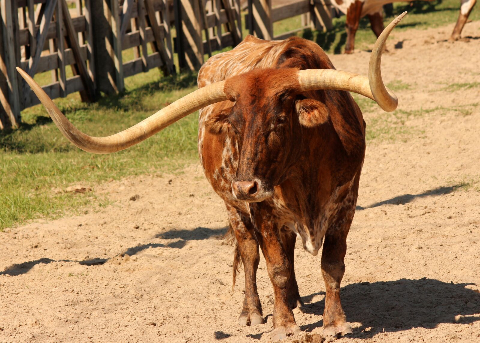 Canon EOS 650D (EOS Rebel T4i / EOS Kiss X6i) + Canon EF-S 55-250mm F4-5.6 IS II sample photo. Longhorn, cattle, livestock photography