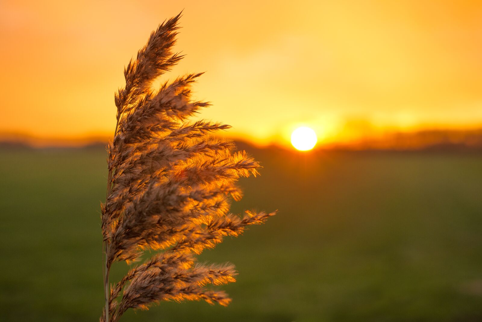 Nikon D610 sample photo. Plume, sunset, yellow photography