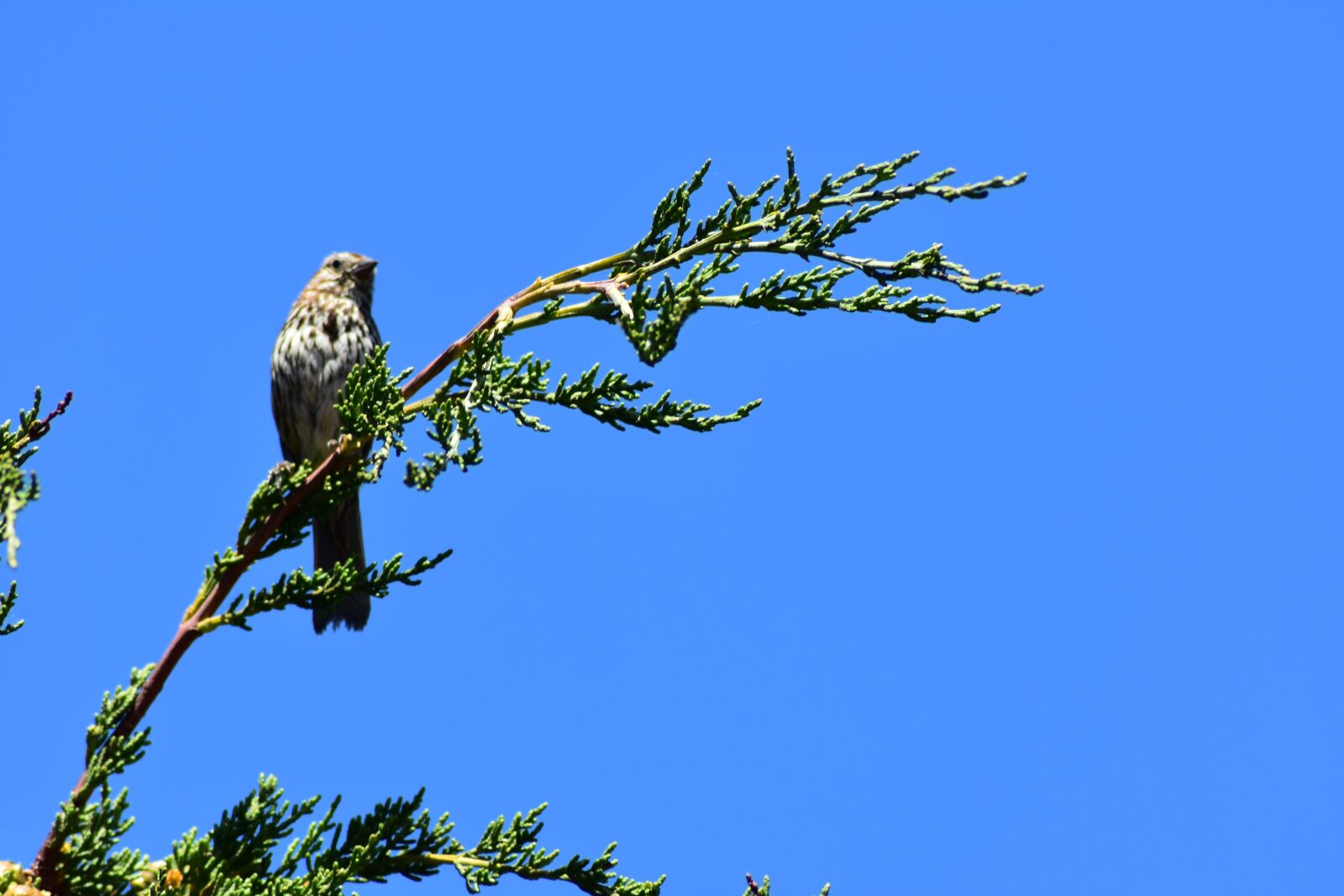 Nikon D3400 sample photo. Bird, song, songbird photography