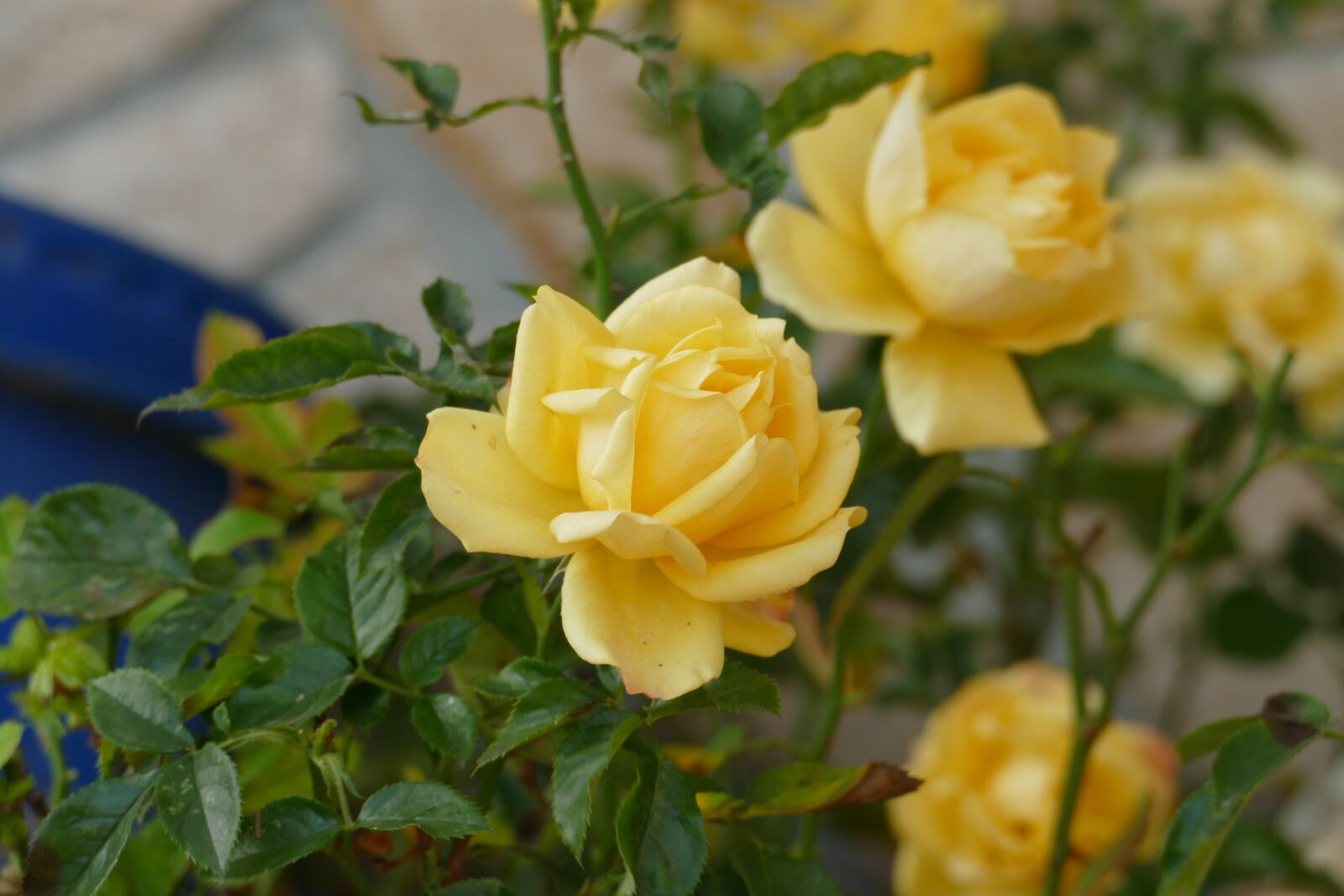 Panasonic Lumix DMC-FZ1000 sample photo. Yellow rose, plant, bloom photography