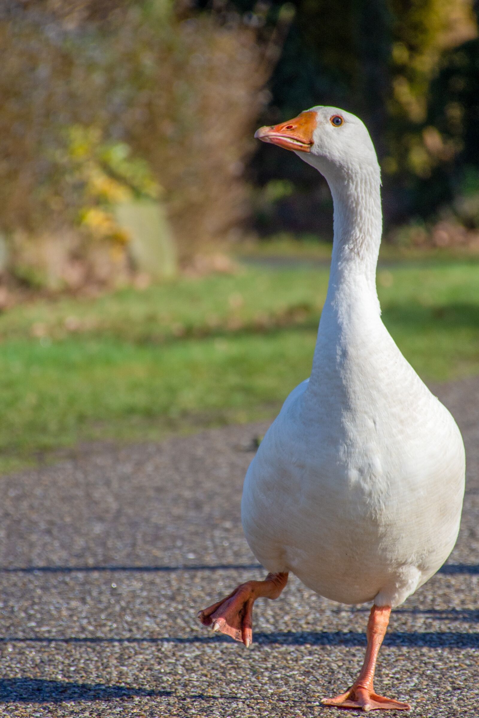 Nikon D7200 sample photo. Goose, bird, waterfowl photography
