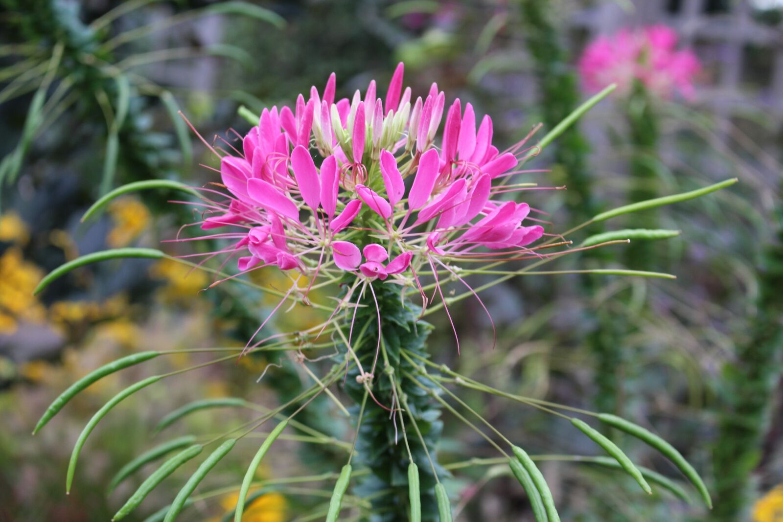 Canon EOS 700D (EOS Rebel T5i / EOS Kiss X7i) sample photo. Flowers, cleome, pink photography