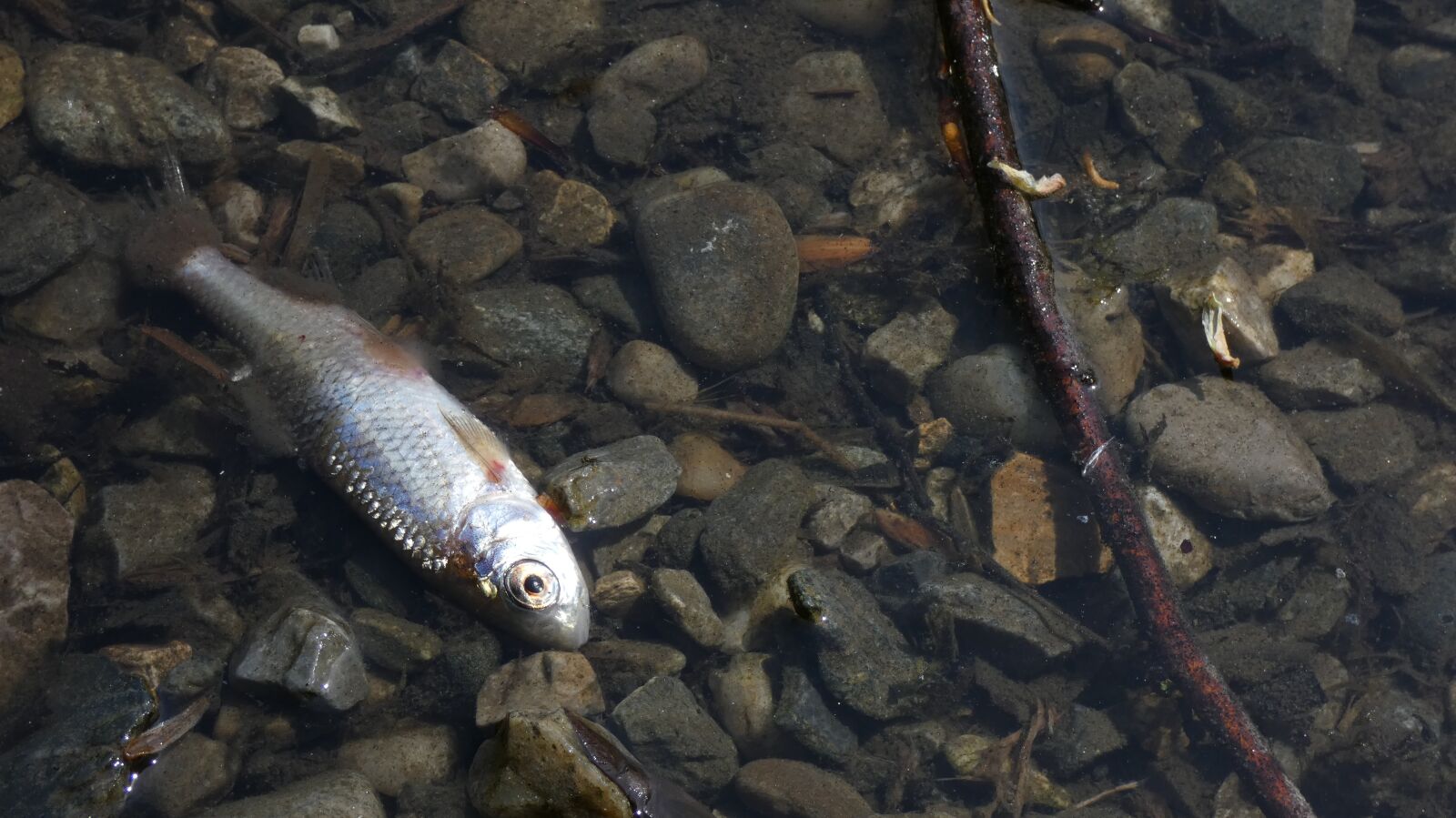 Panasonic DC-FZ83 sample photo. Fish, dead, water photography