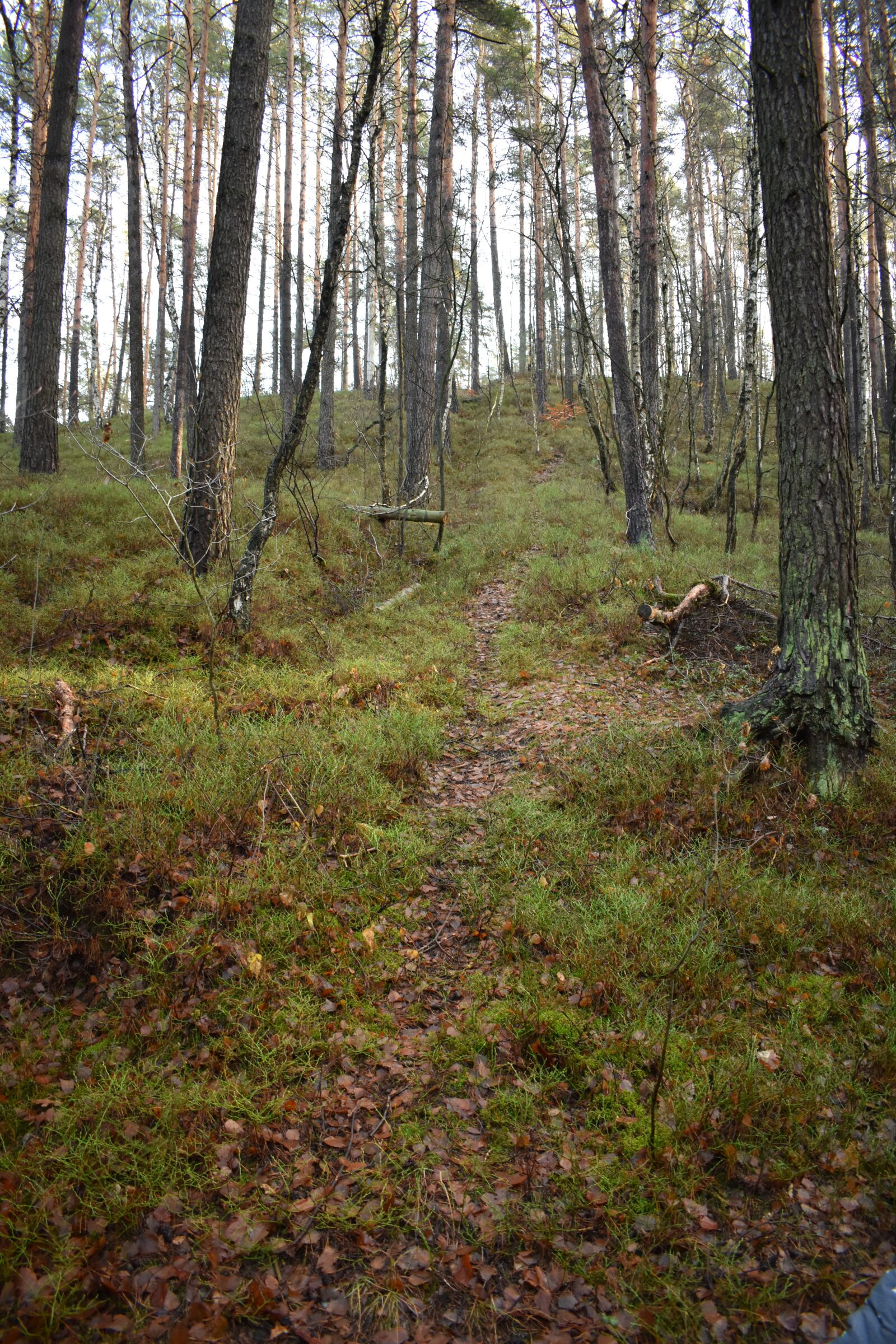 Nikon D3400 sample photo. Forest, trees, path photography