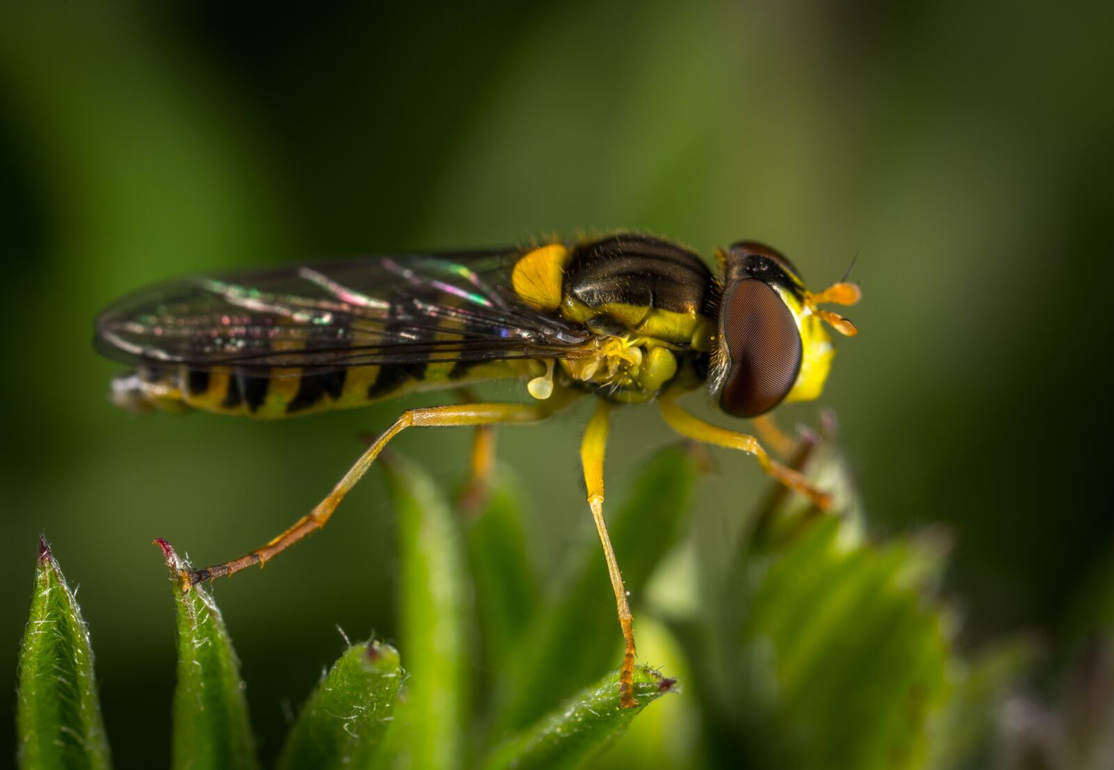 #124 65/2.8 sample photo. Insect, nature, living nature photography