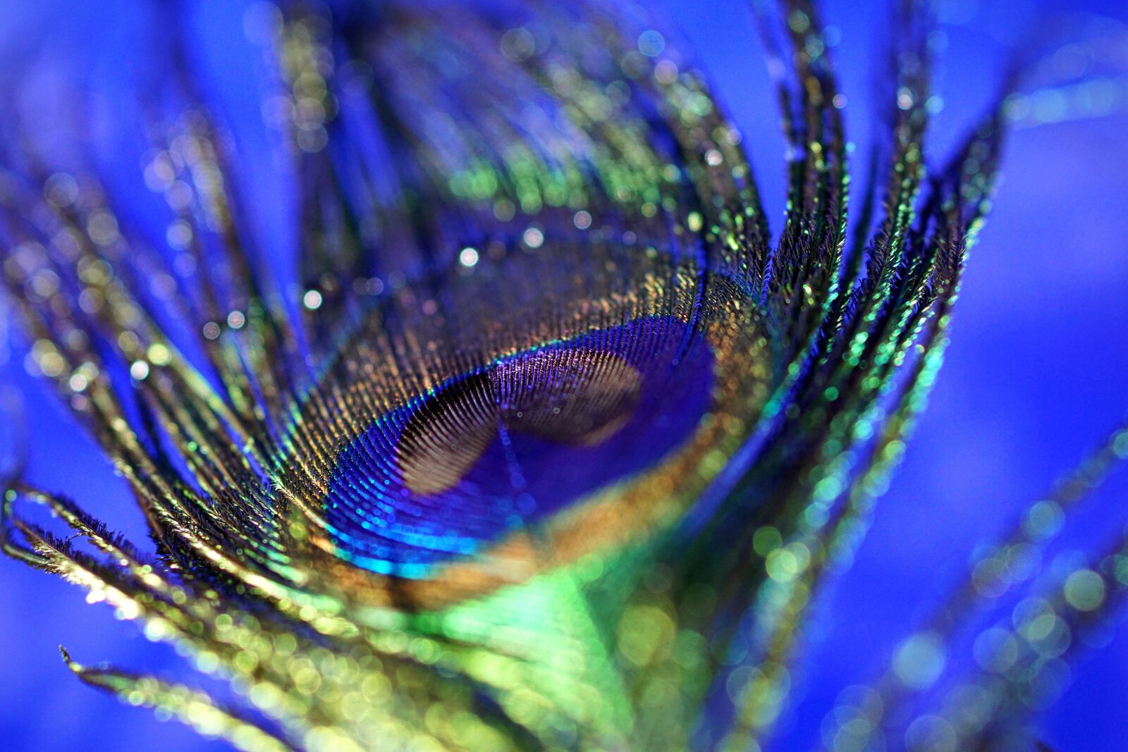 Sony ILCA-77M2 + Tamron SP AF 90mm F2.8 Di Macro sample photo. Peacock feather, macro, bokeh photography