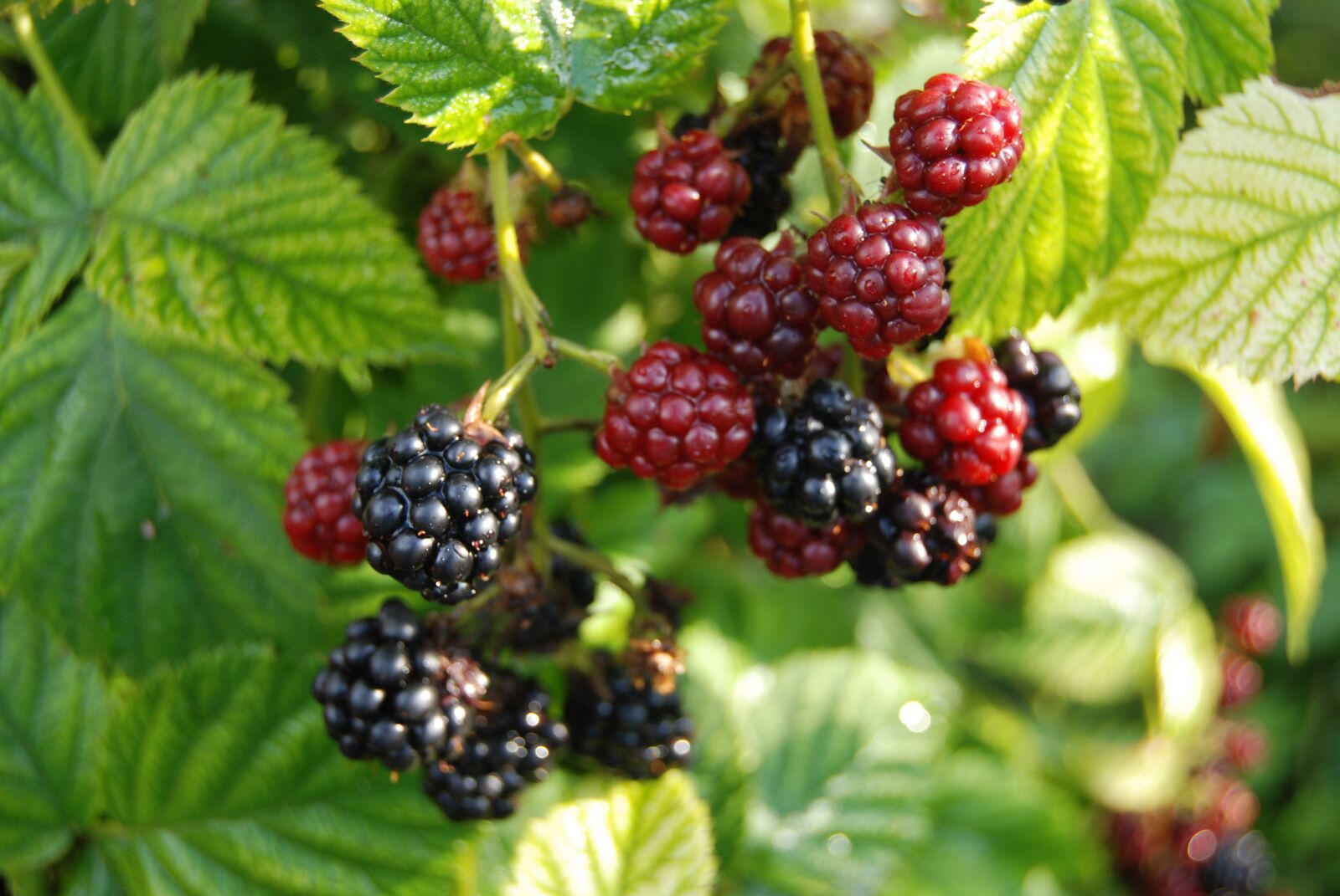 Nikon D80 sample photo. Blackberry, fruit, mature photography