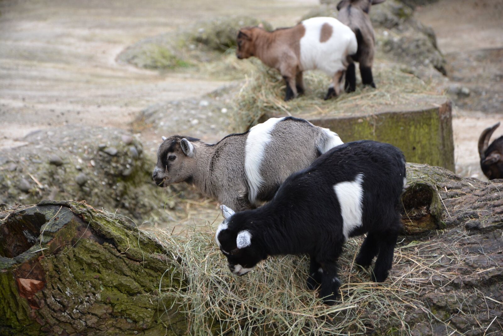 Nikon D7100 sample photo. Goat, baby, animal photography