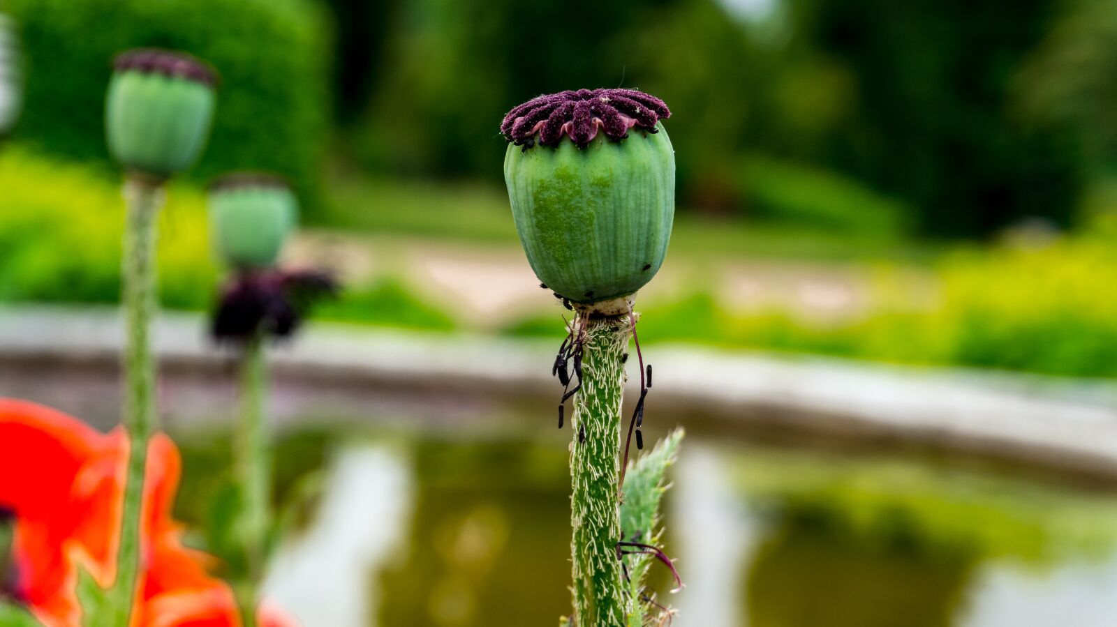 Sony Alpha a5000 (ILCE 5000) sample photo. Poppy, nature, plant photography