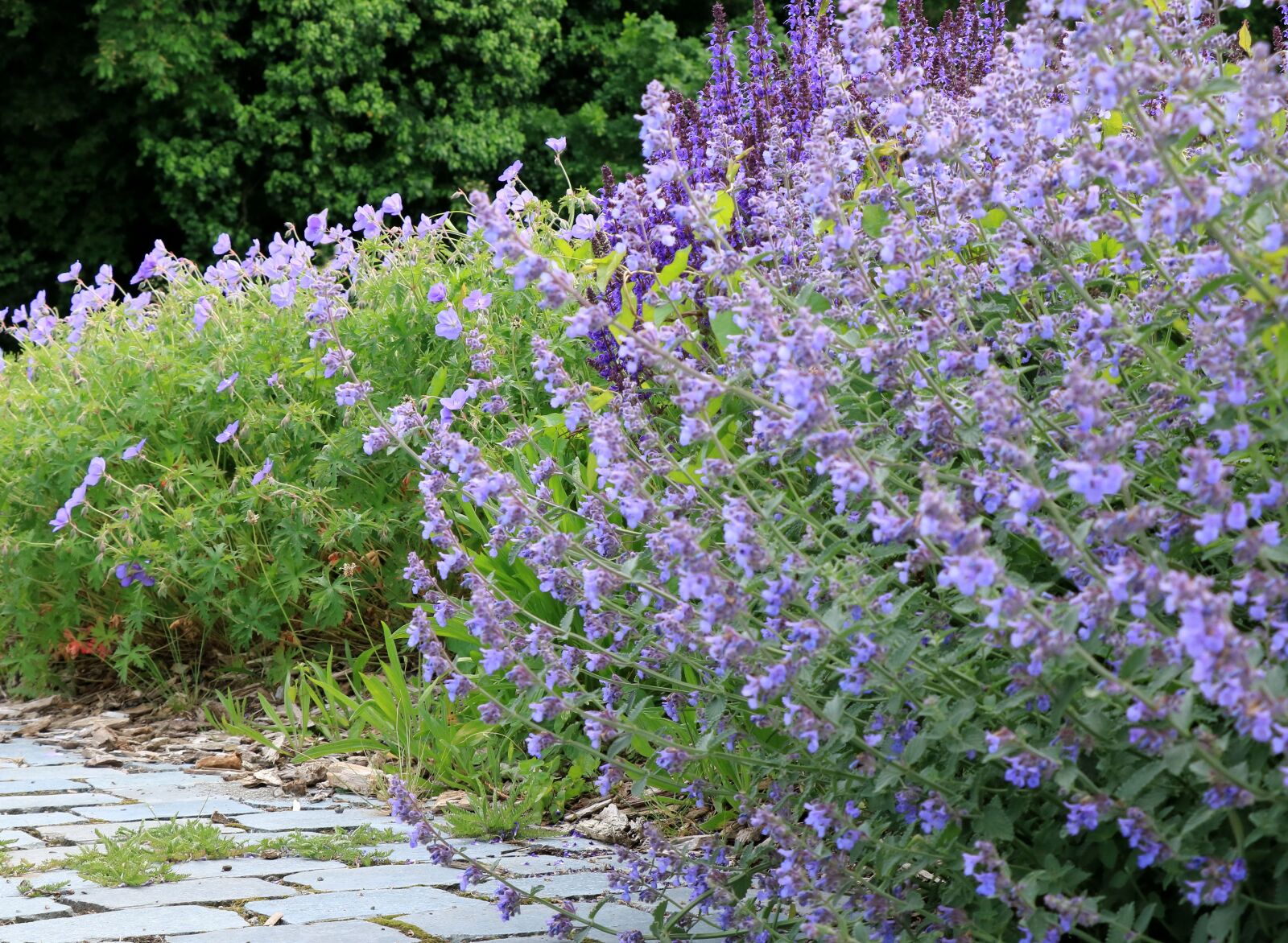 Canon EOS 750D (EOS Rebel T6i / EOS Kiss X8i) sample photo. Lavender, purple, flowers photography