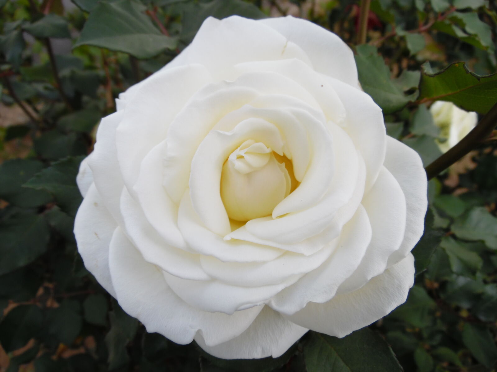 Samsung WB1100F/WB1101F/WB1102F sample photo