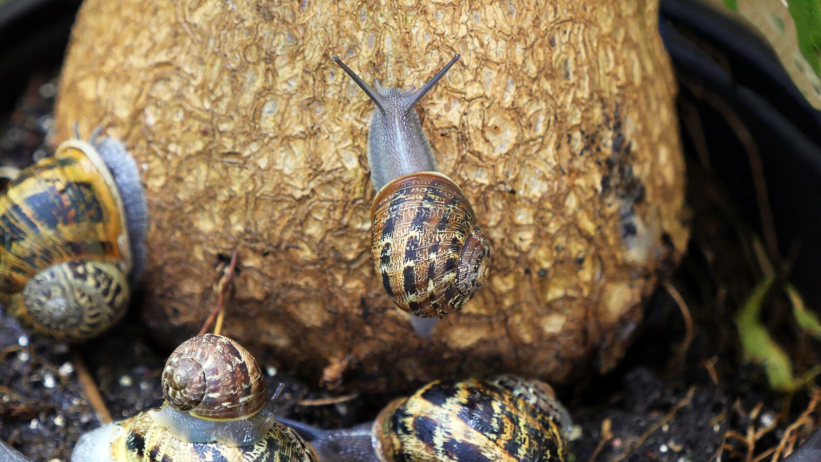 Panasonic Lumix DMC-GH4 sample photo. Nature, little, animal photography