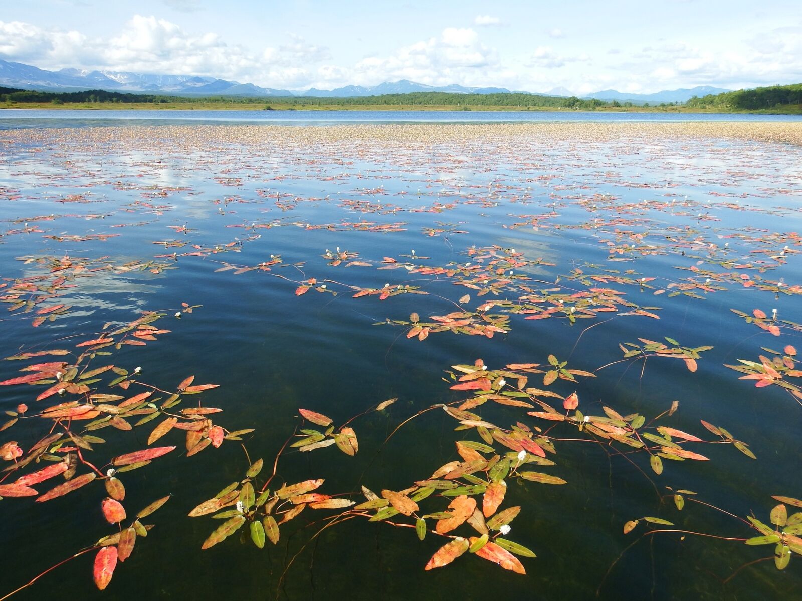 Fujifilm FinePix S1 sample photo. Lake, autumn, weed photography
