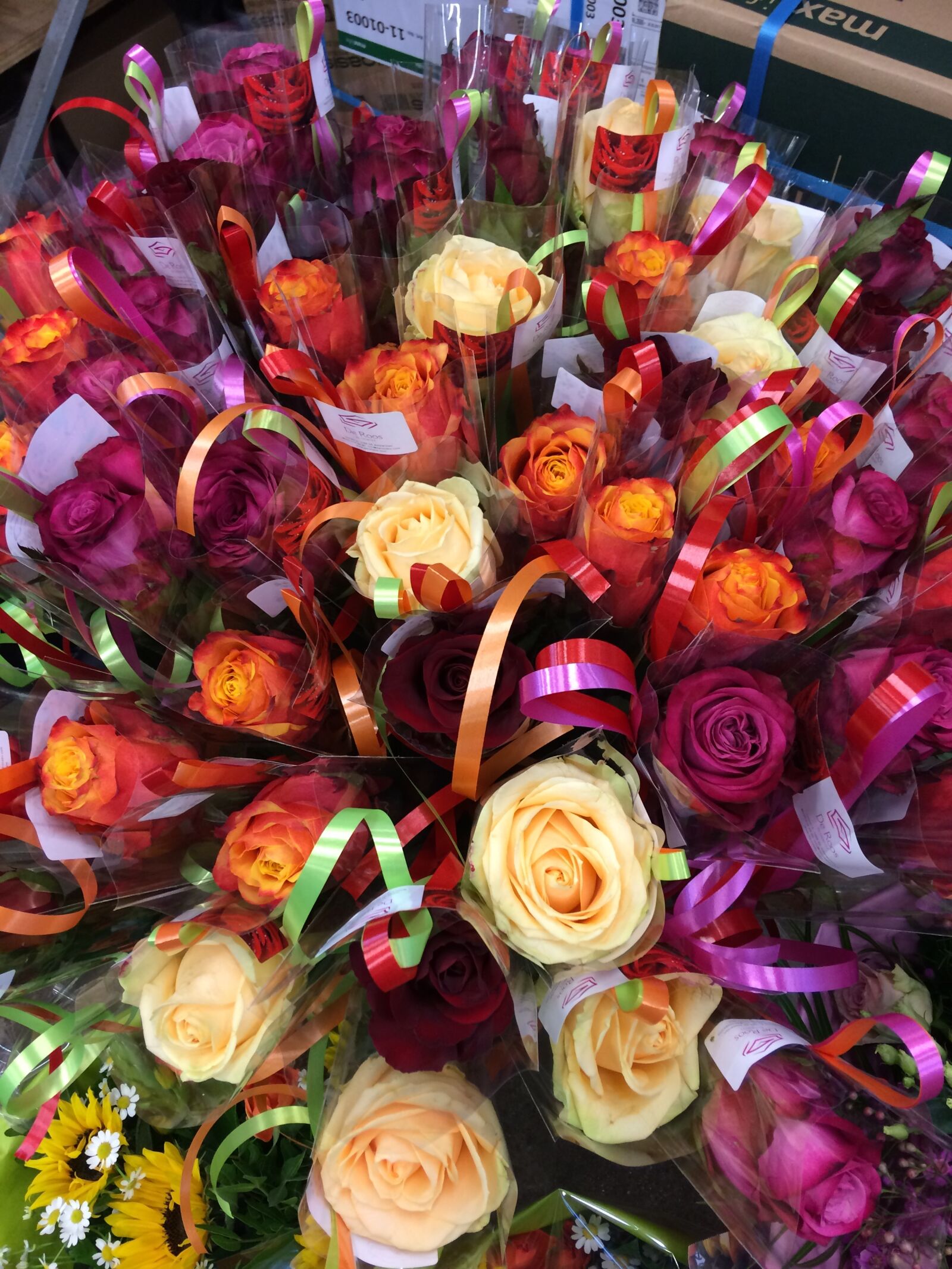iPhone 5s back camera 4.15mm f/2.2 sample photo. Flowers, roses, flower photography