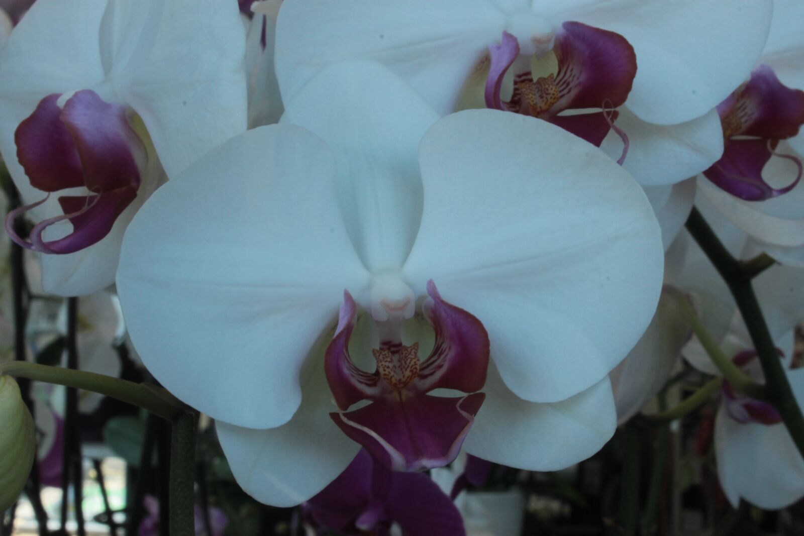 Canon EOS 1100D (EOS Rebel T3 / EOS Kiss X50) sample photo. Orchid, white, france photography