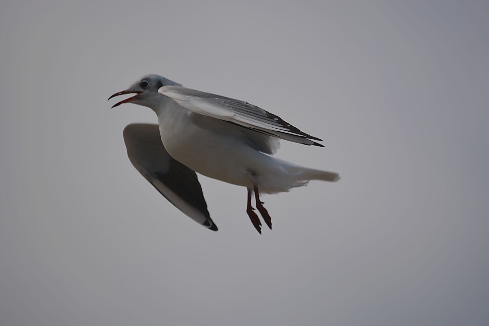 Nikon D5200 sample photo. Bird, seagull, nature photography