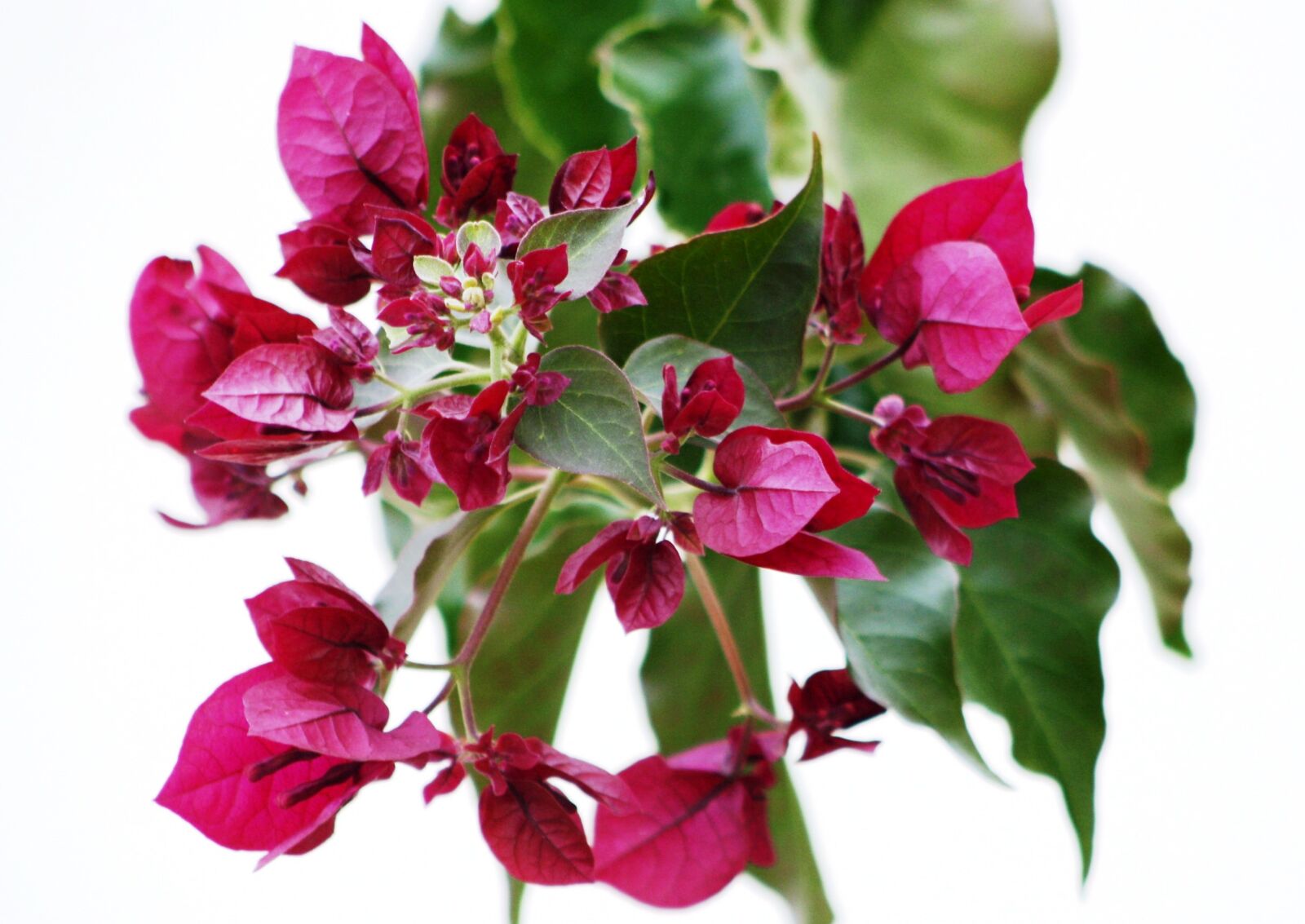 Canon EOS 1000D (EOS Digital Rebel XS / EOS Kiss F) sample photo. Bougainvilleas, flowering, colors photography