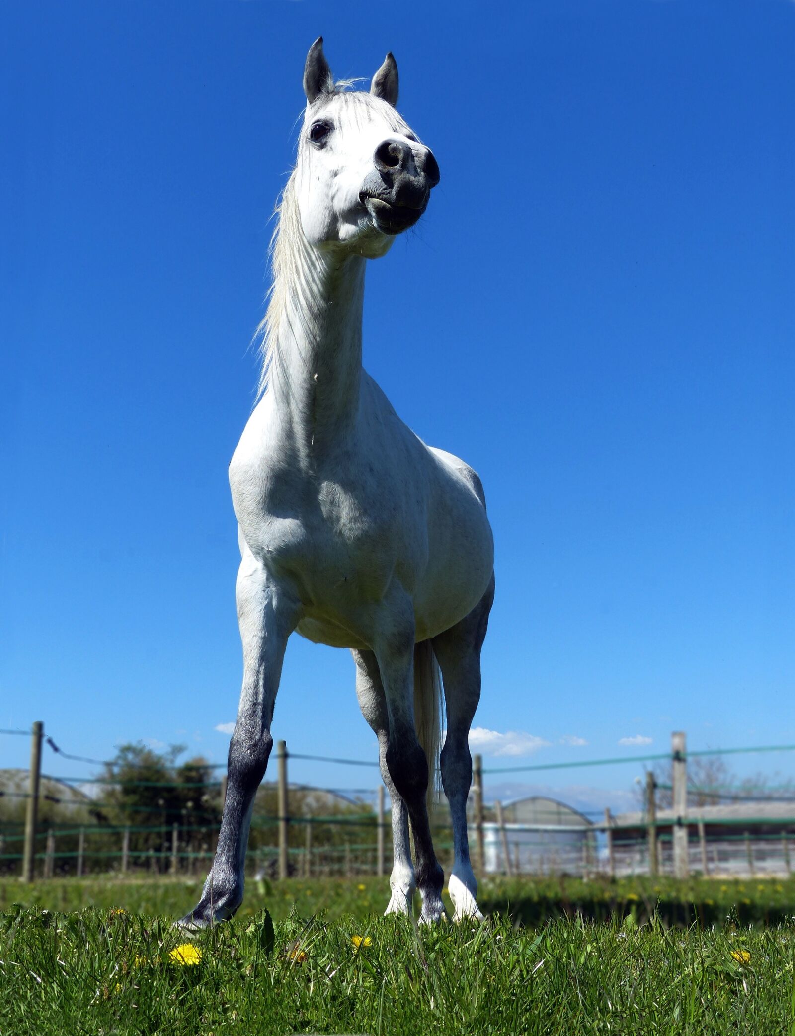 Panasonic Lumix DMC-FZ200 sample photo. Thoroughbred, arabic, white photography