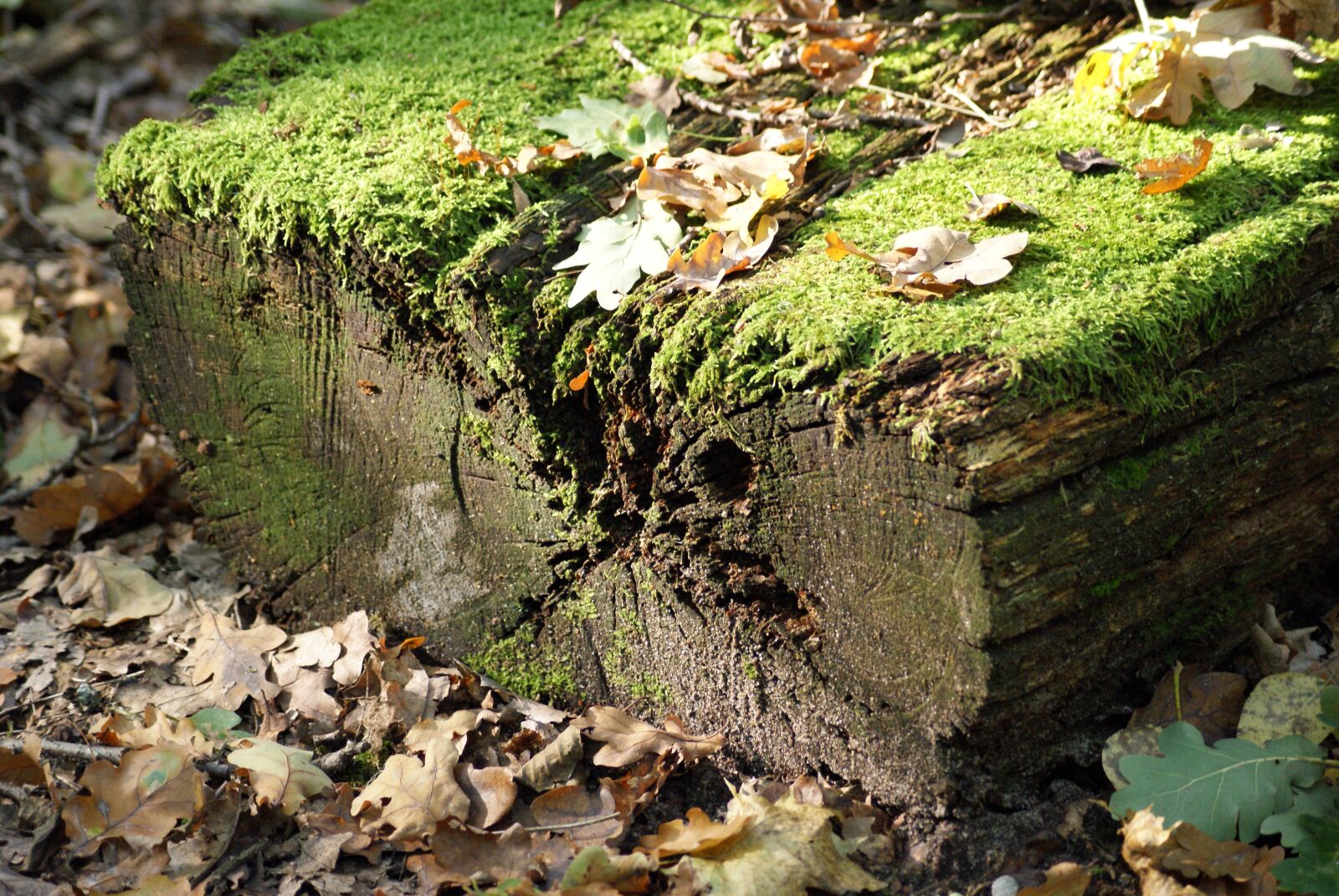 Sony Alpha DSLR-A300 sample photo. Forest, autumn, nature photography