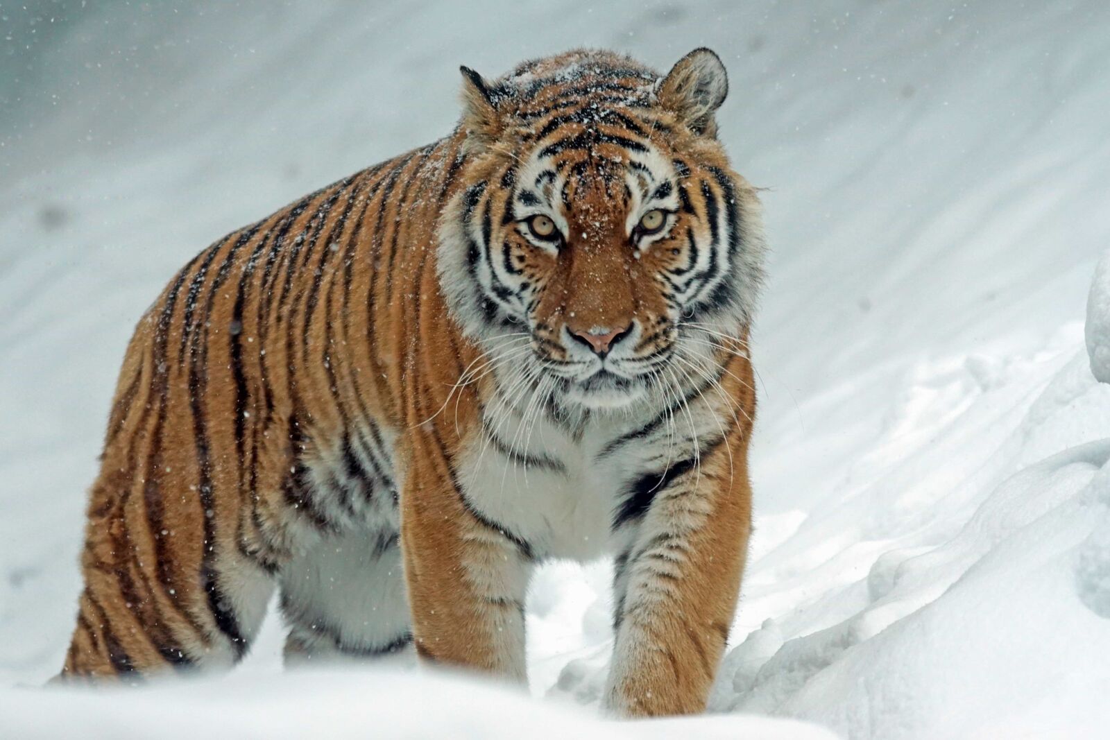 Sony ILCA-77M2 sample photo. Wildlife, tiger, feline, cat photography