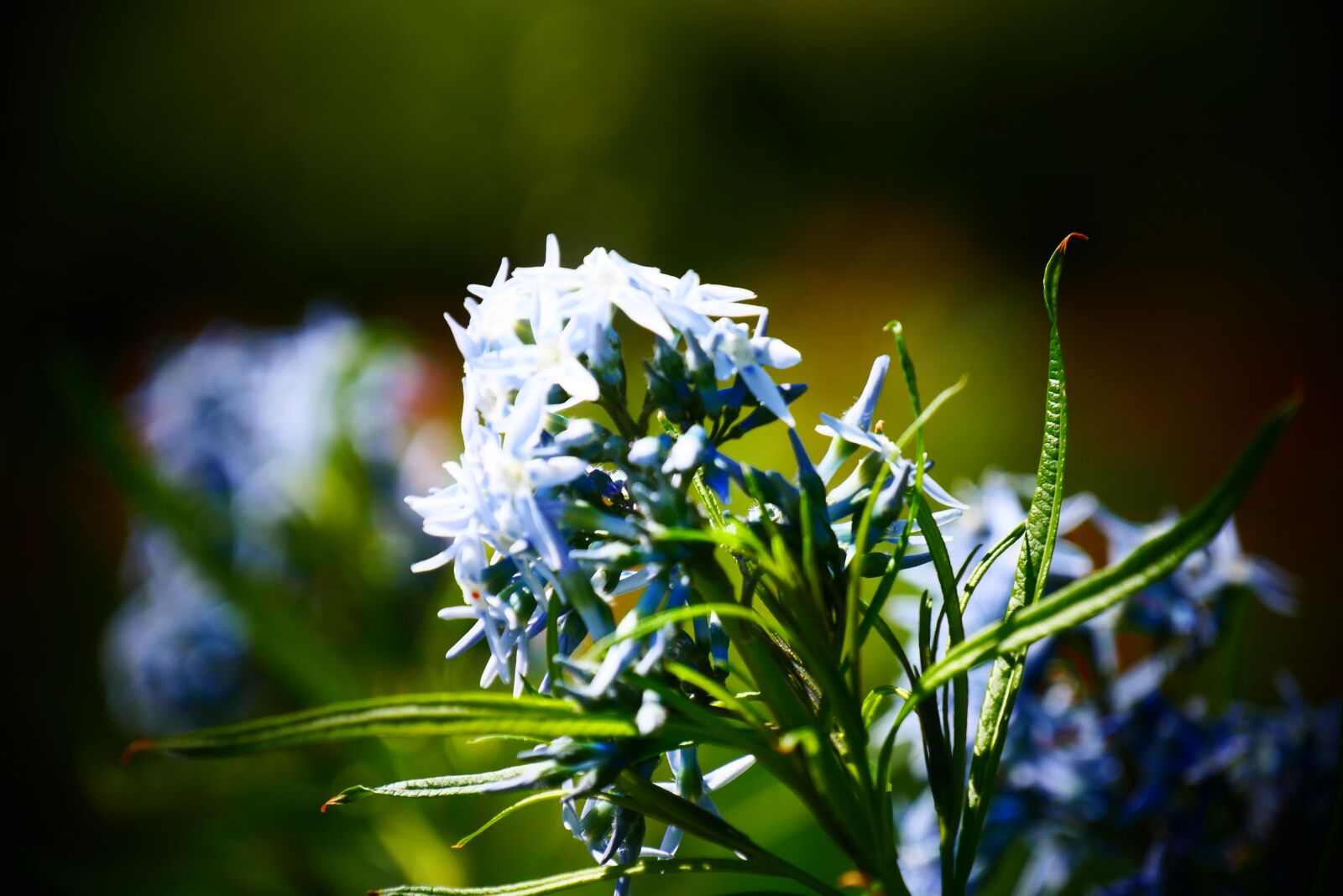 Panasonic Lumix DMC-G85 (Lumix DMC-G80) sample photo. Flower, flowers, pollen photography