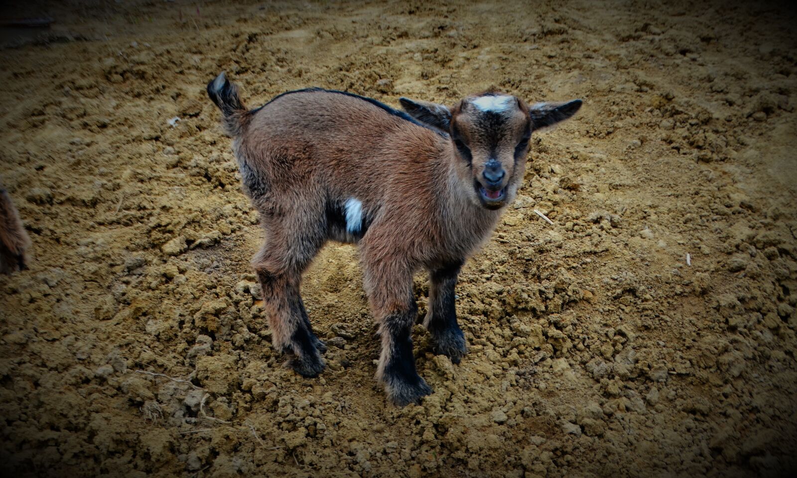 Sony Cyber-shot DSC-HX300 sample photo. Goat, dwarf goat, kid photography