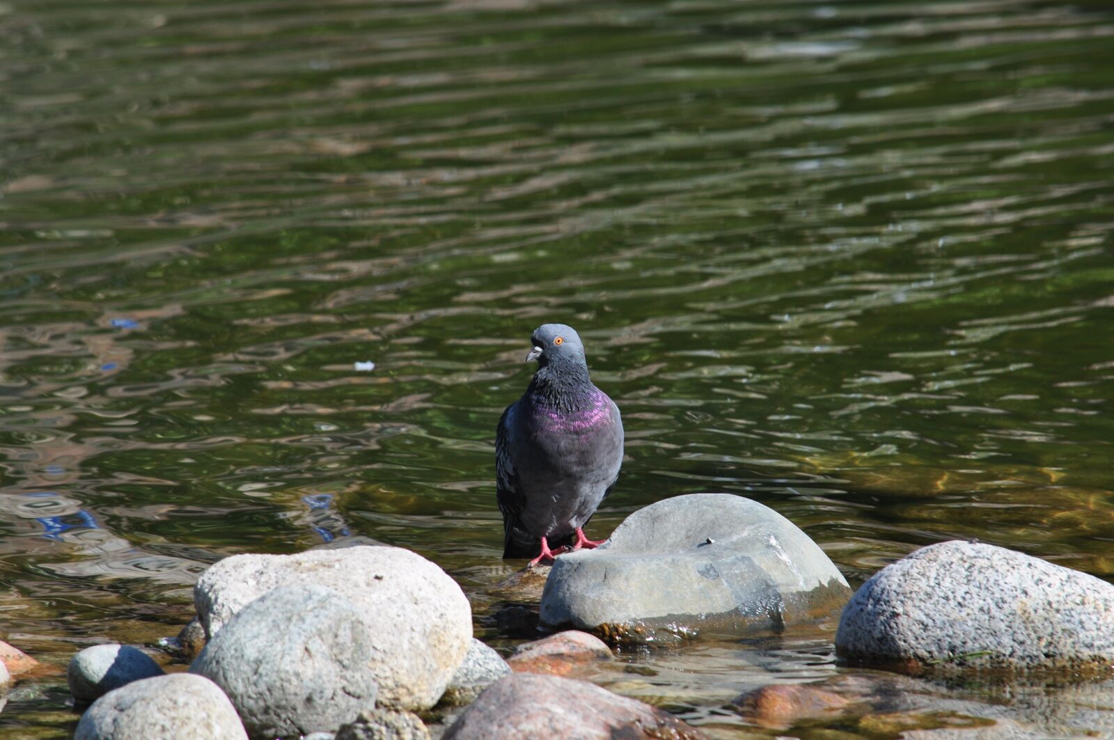 Nikon D5000 sample photo. World, nature, summer photography