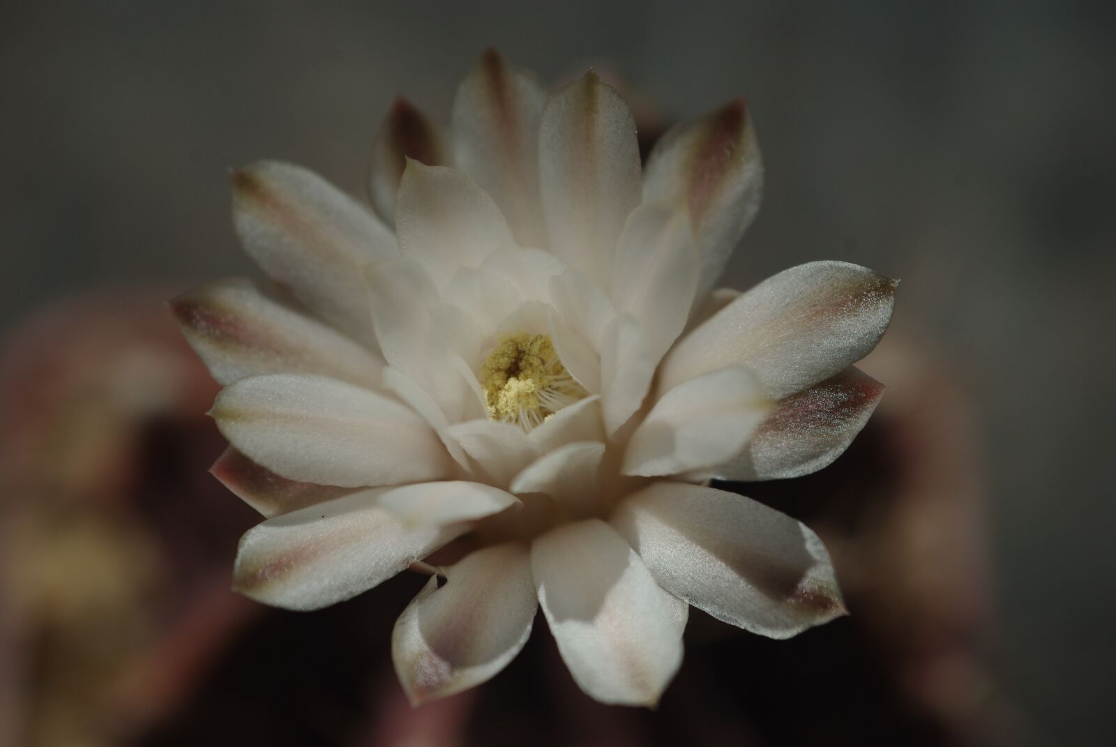 Pentax K200D sample photo. Flower, plant, nature photography
