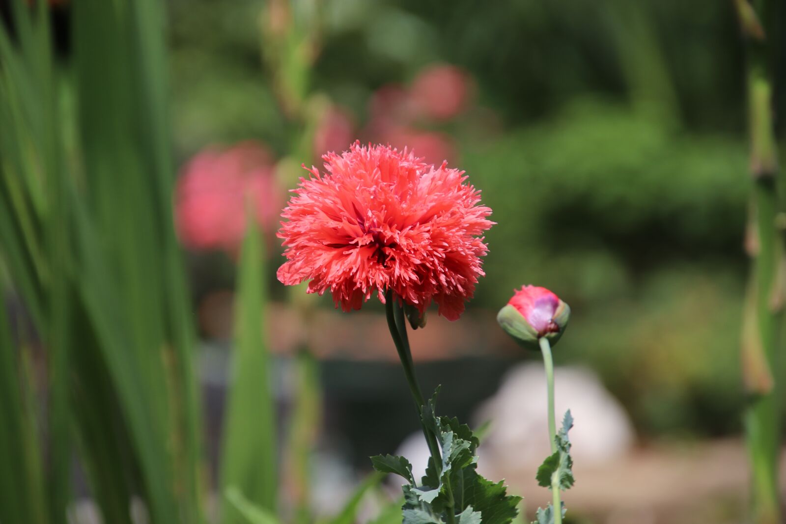 Canon EOS 800D (EOS Rebel T7i / EOS Kiss X9i) sample photo. Poppy, poppy double flowers photography