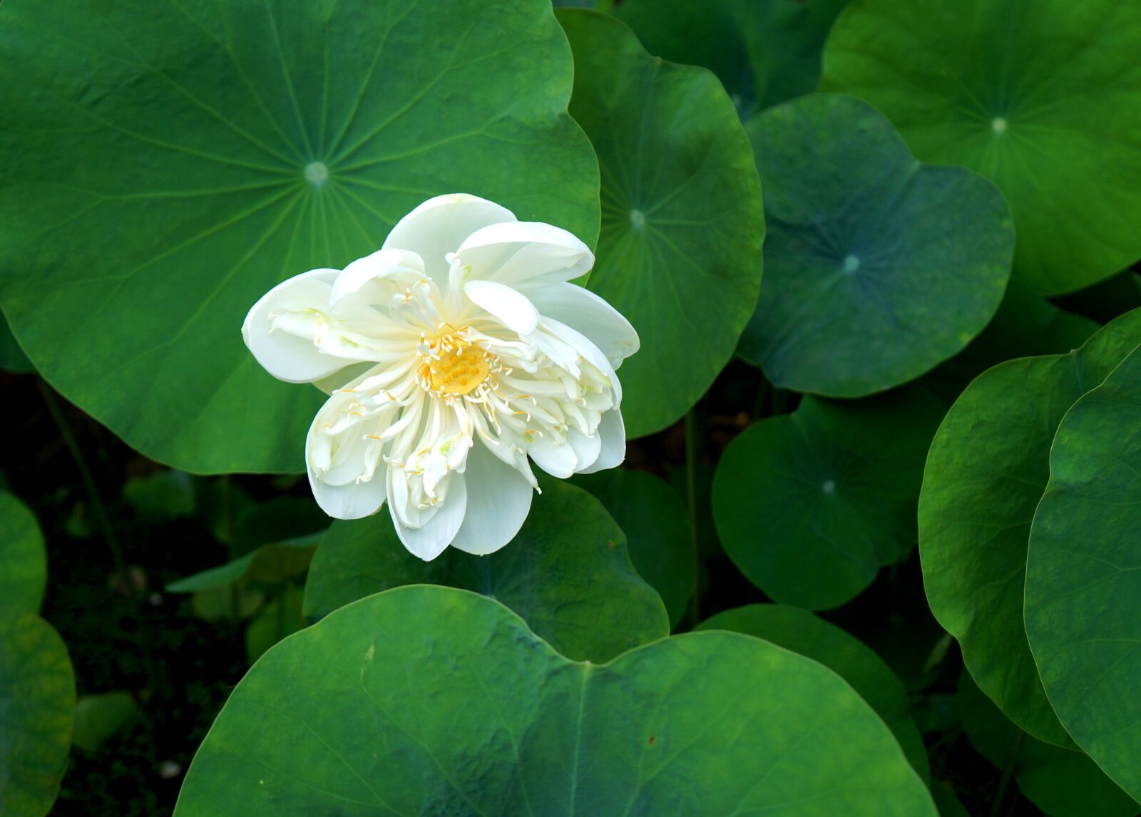Sony Alpha NEX-F3 + Sony E 18-55mm F3.5-5.6 OSS sample photo. Lotus flowers, white lotus photography