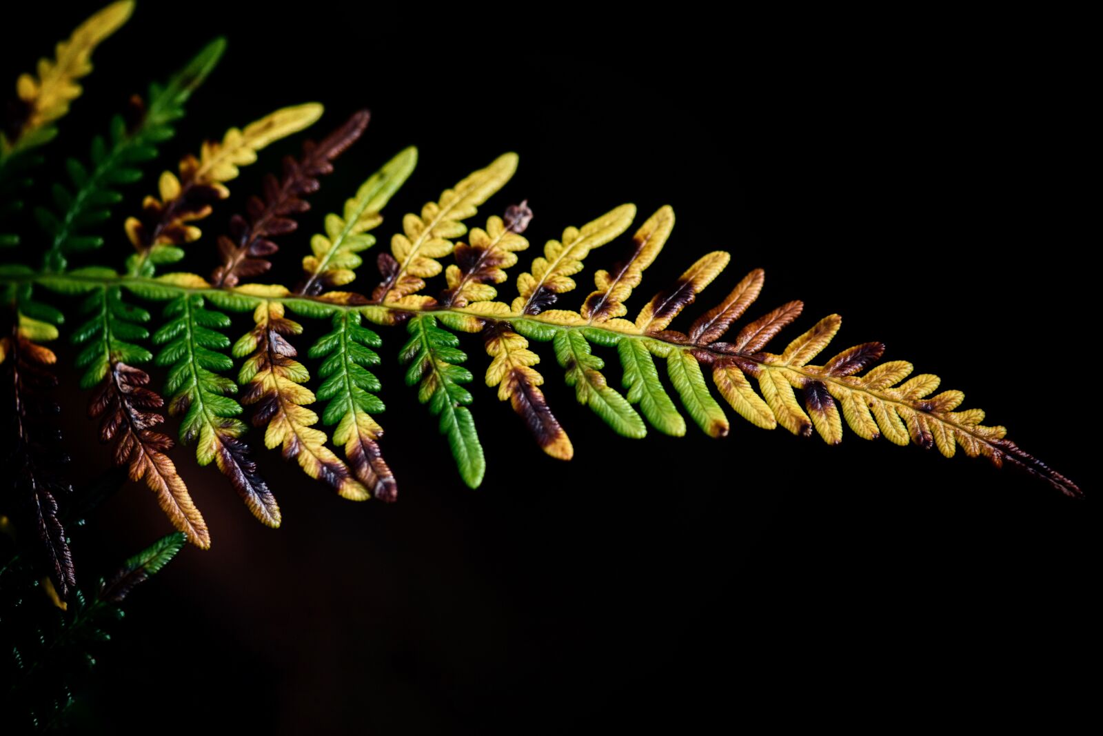 Nikon D3300 sample photo. Fern, bracken, forest photography